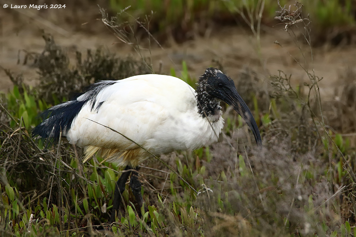 In the salt marsh
