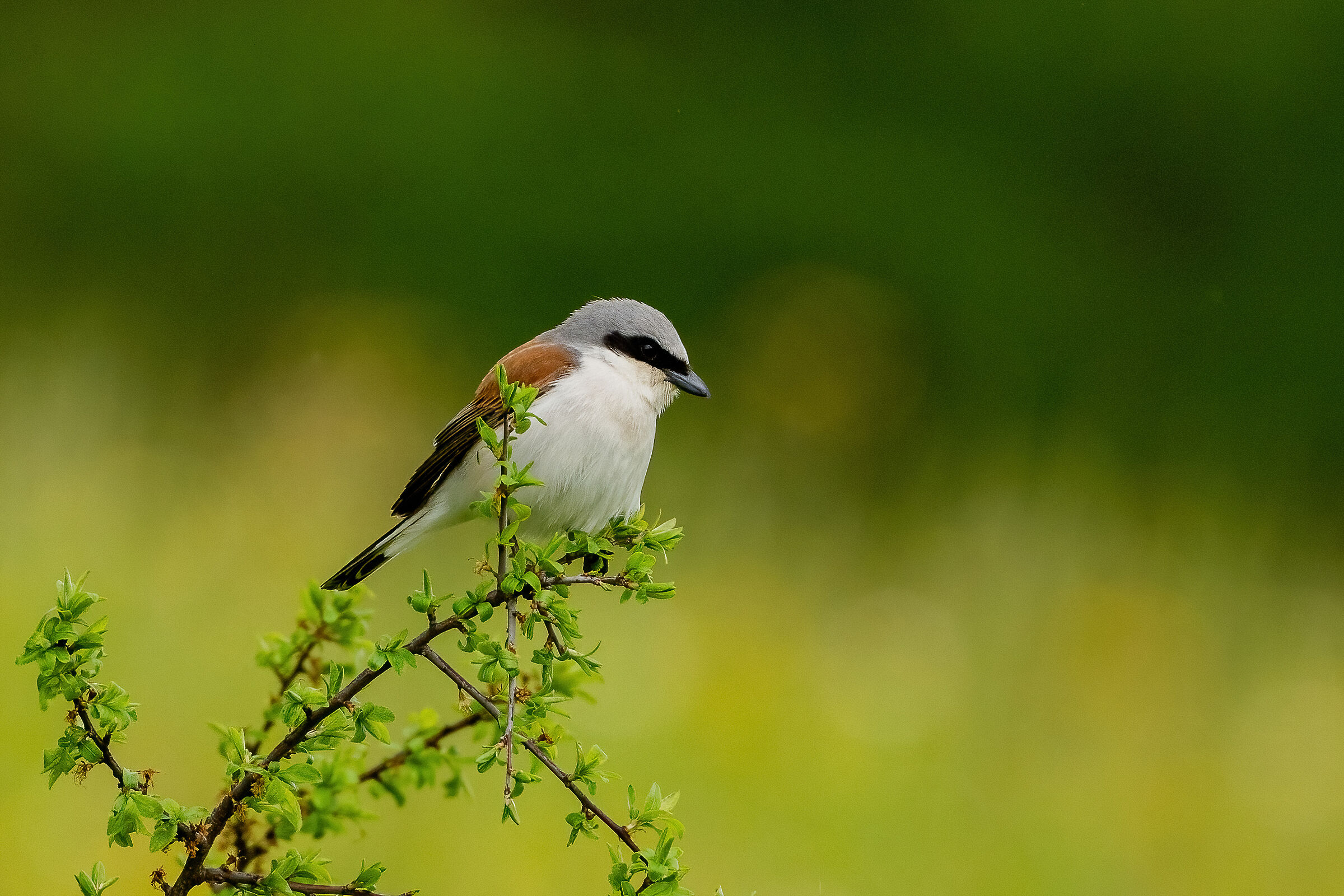 Averla piccola (Lanius collurio)