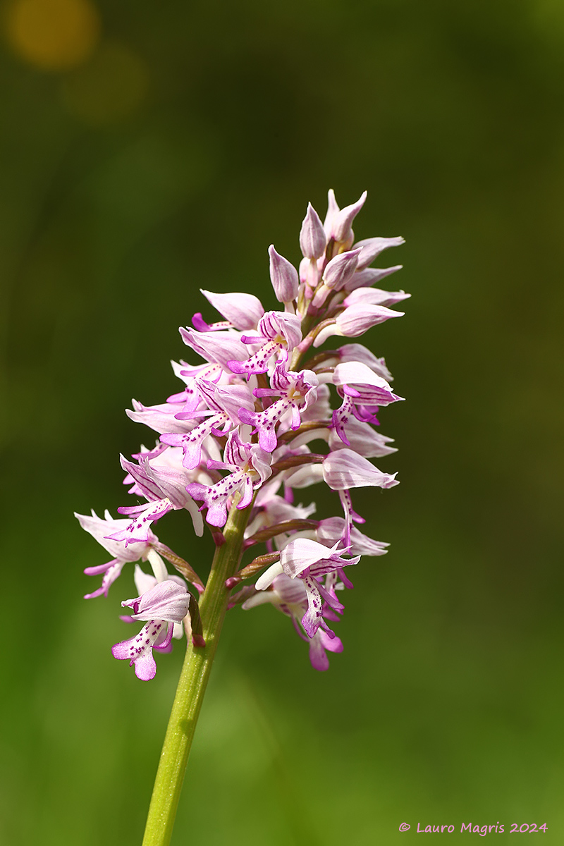 Orchis Militaris