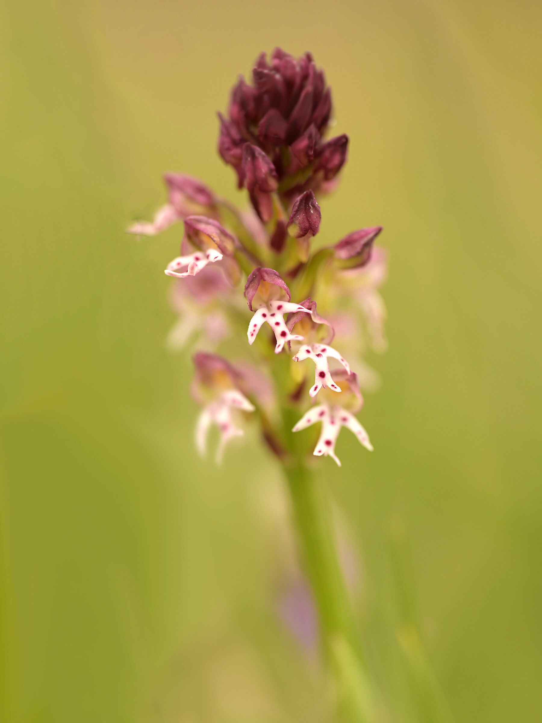 Ustulata di Neotinea