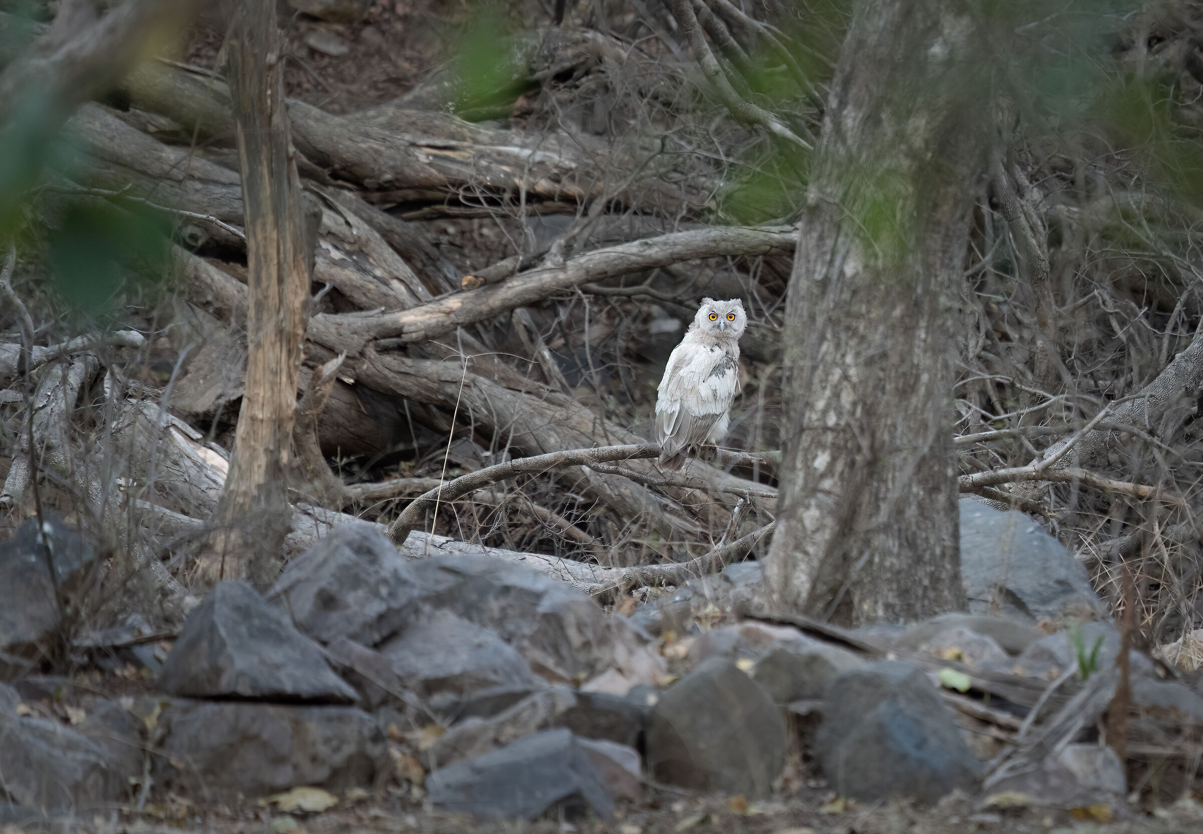 Gufo pescatore leucistico