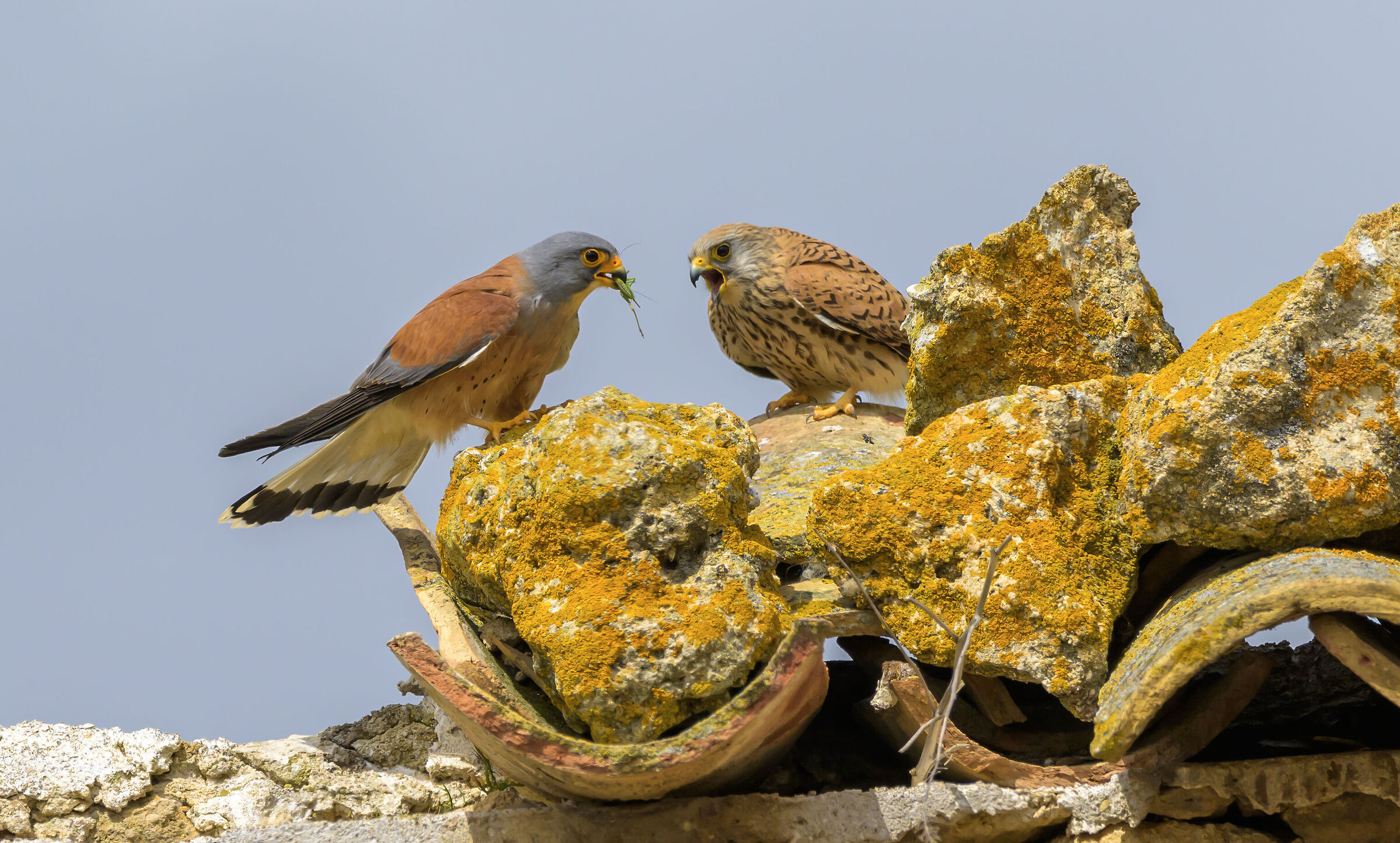 Lesser kestrel at lunch