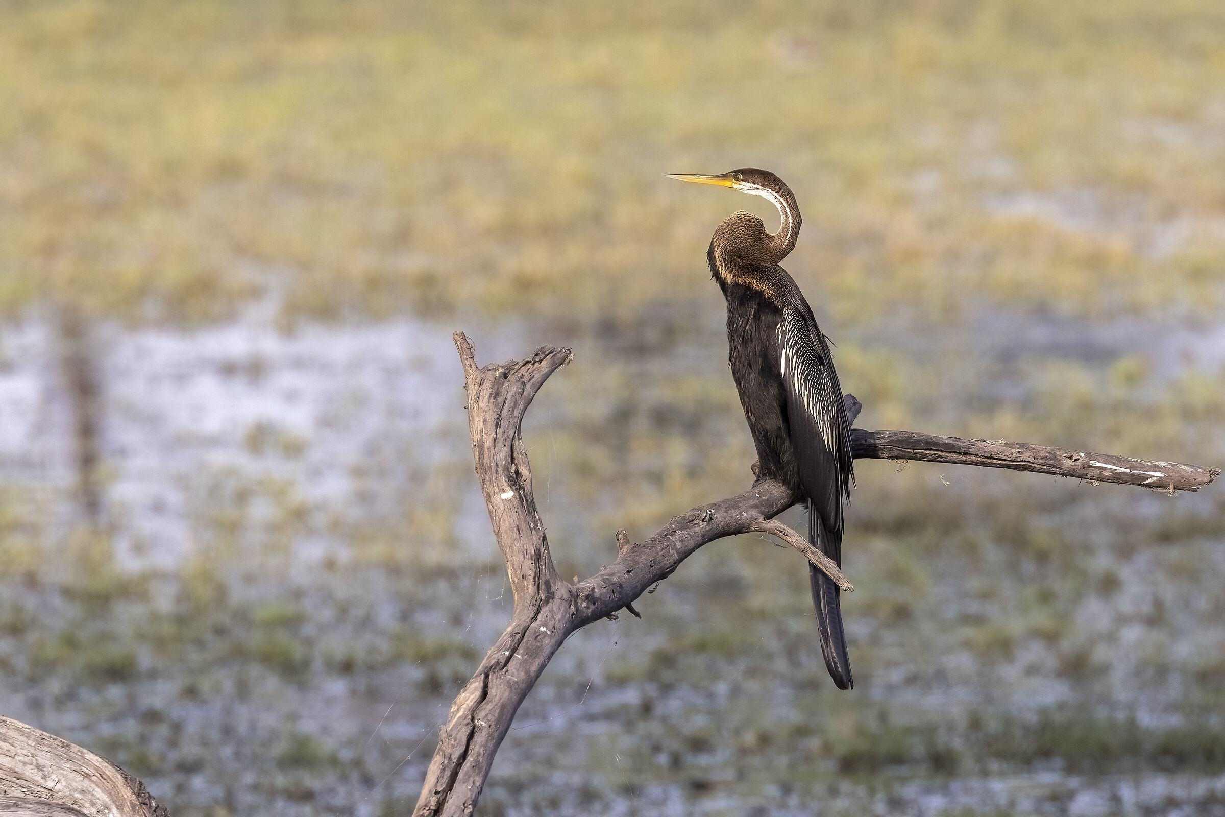 Parco Keoladeo  Aninga asiatica