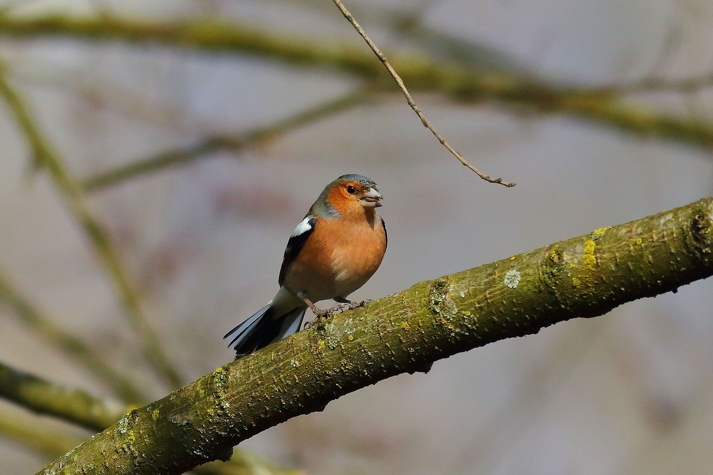 Chaffinch 21 February 2024 - 6663