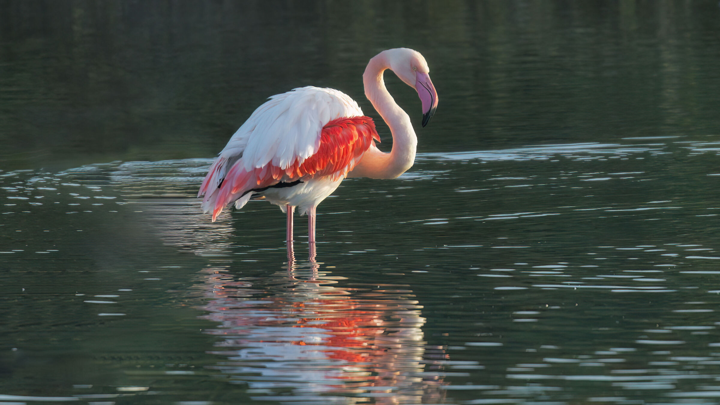 Flamingos pond