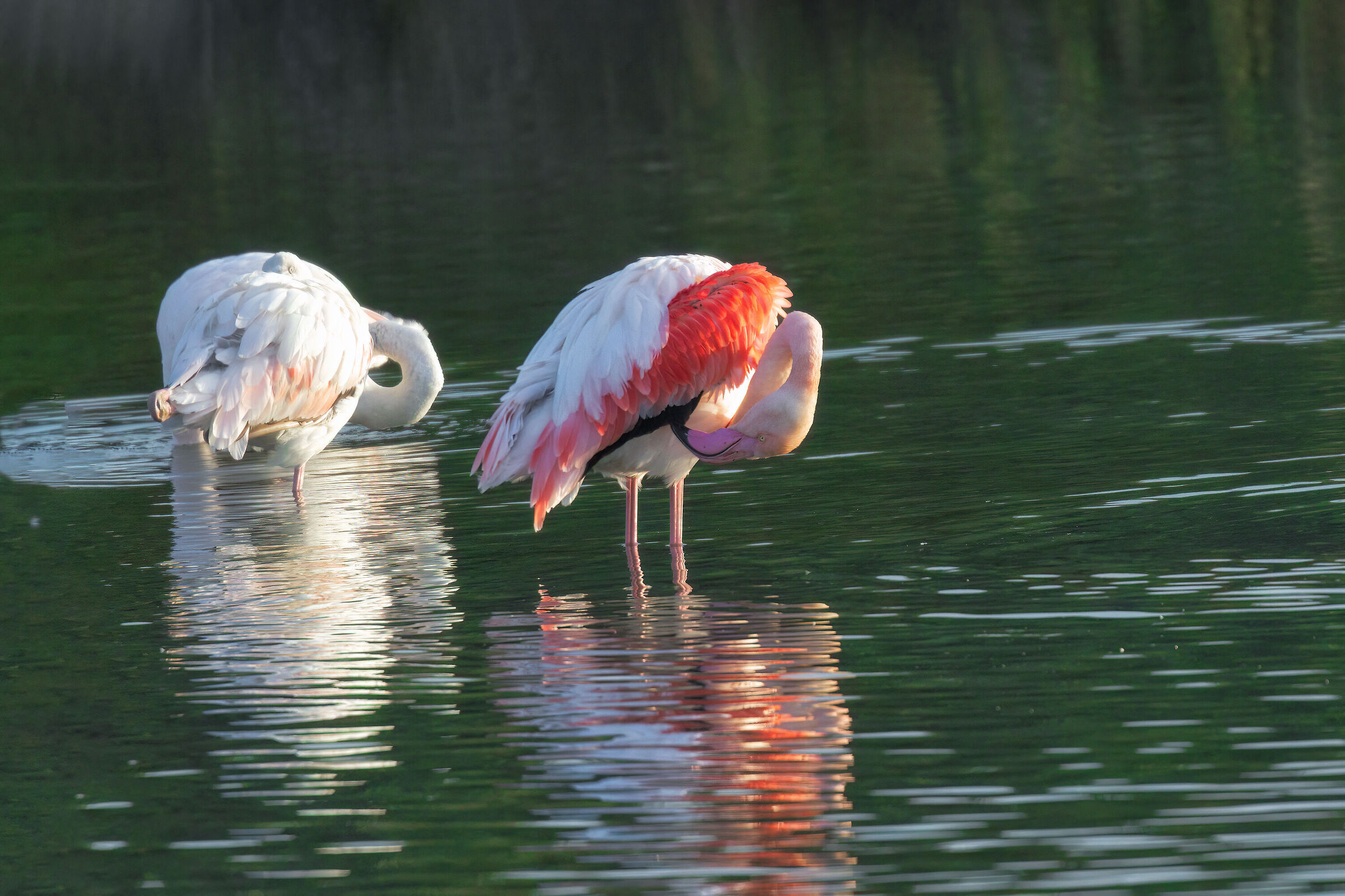 Flamingo pond 2