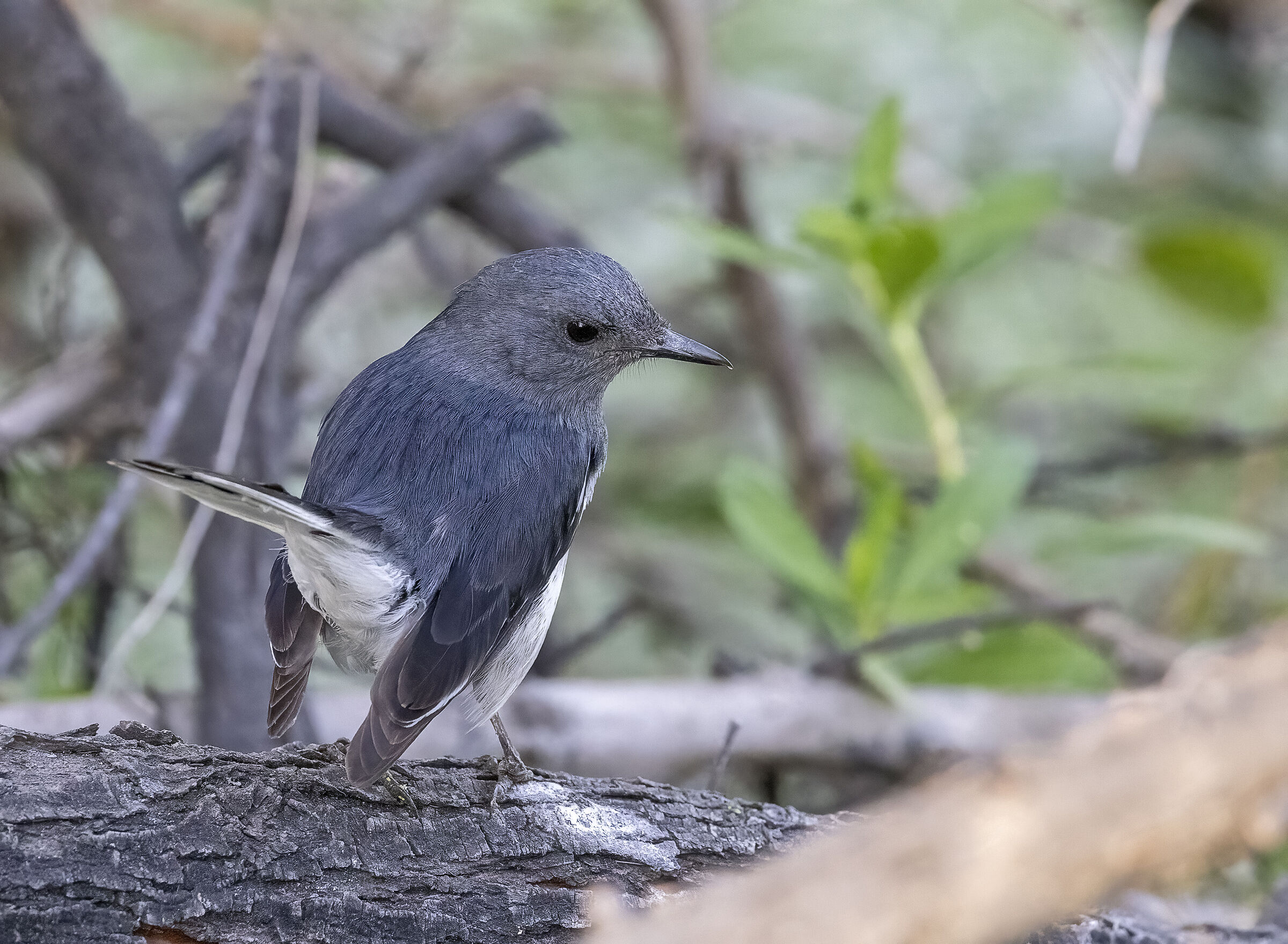 Keoladeo national Park  nOriental Magpie Robin