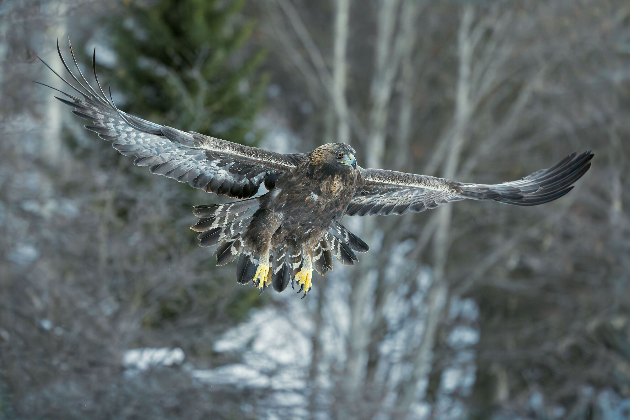 Golden eagle