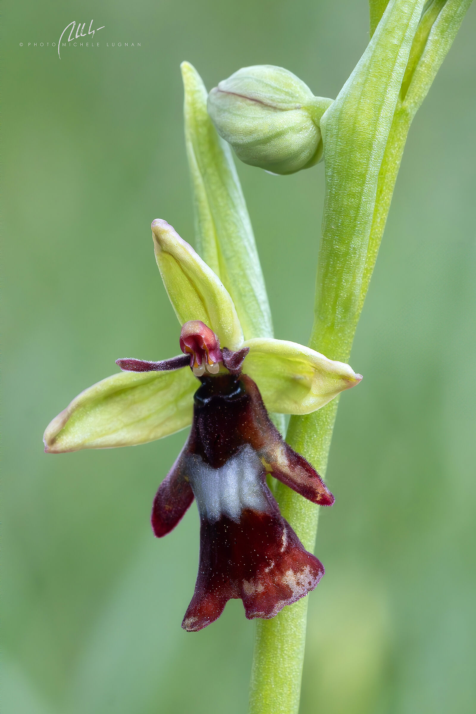 Ophrys insectifera