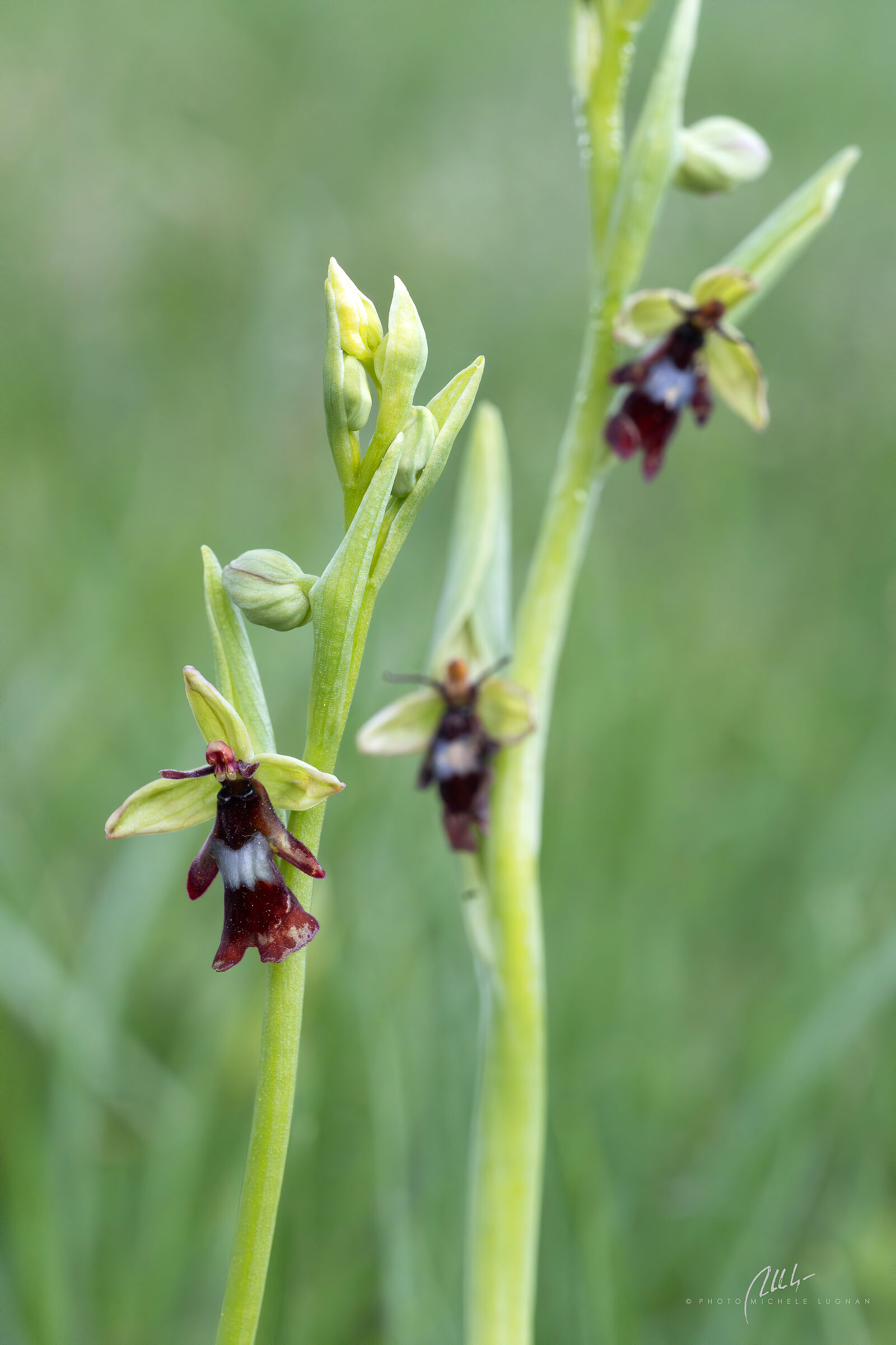 Ophrys insectifera