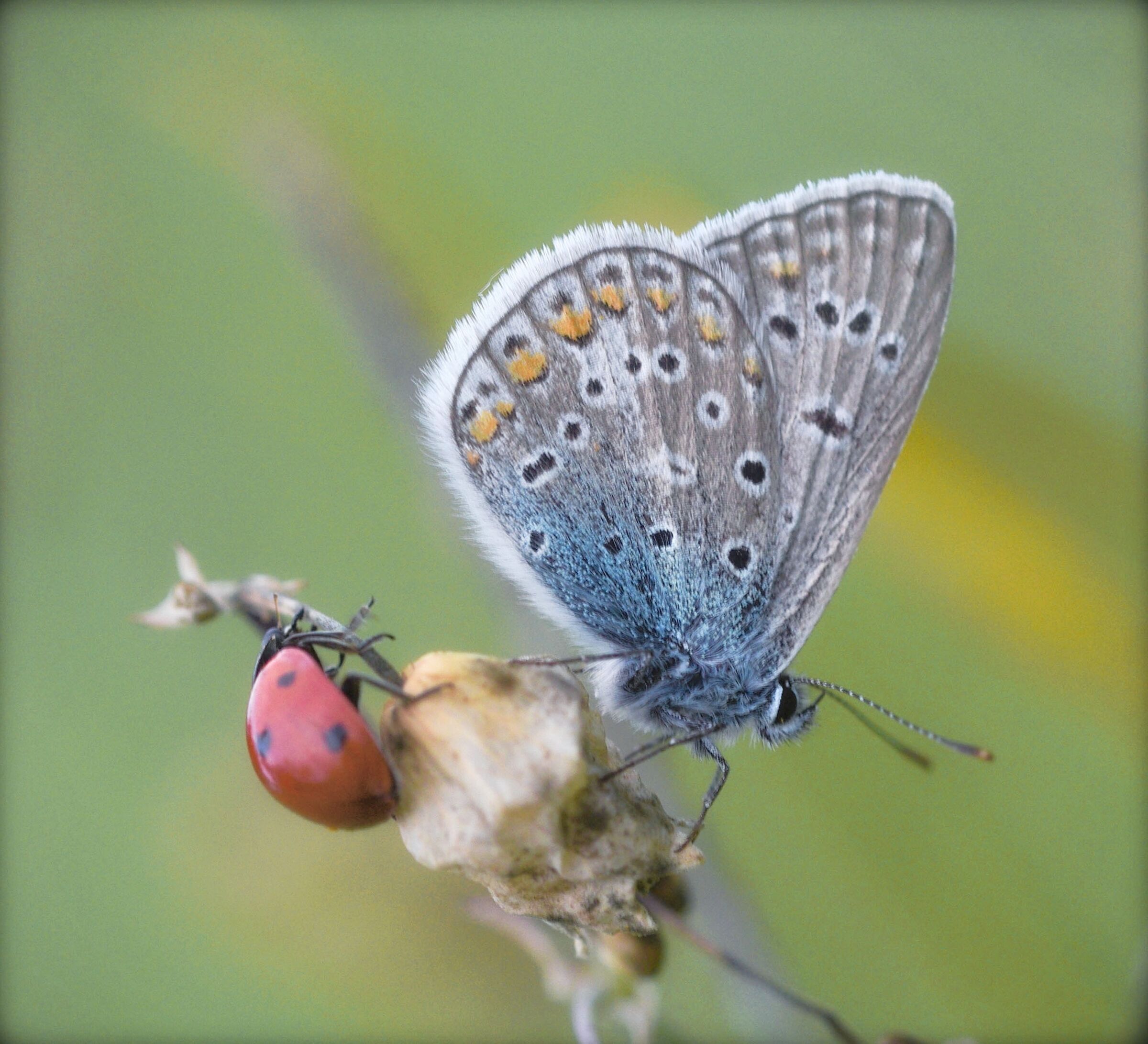Polyommatus "lucky"