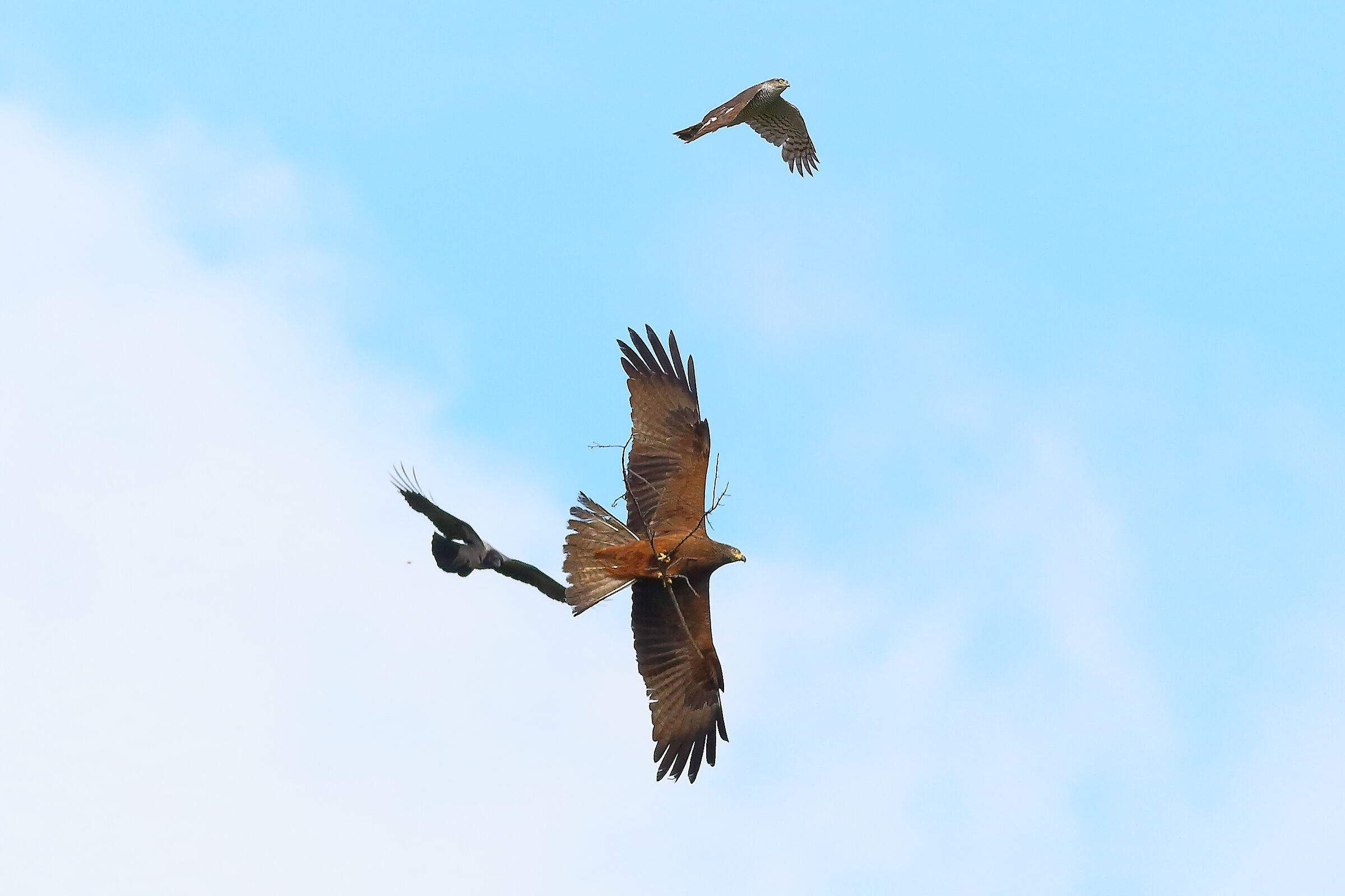 Black Kite vs Sparrowhawk May 2023 - 8656