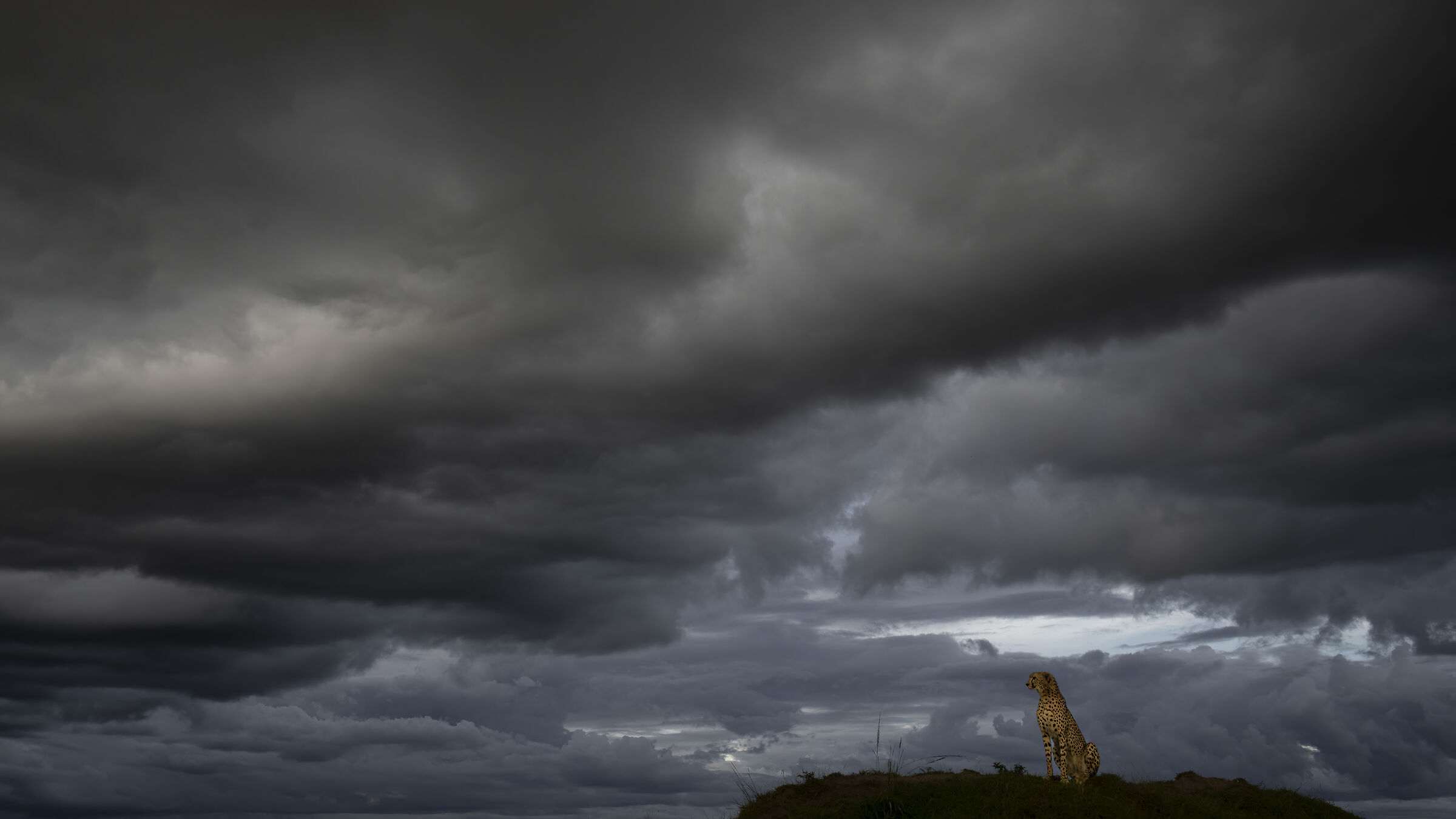 Cheetah - waiting for the storm