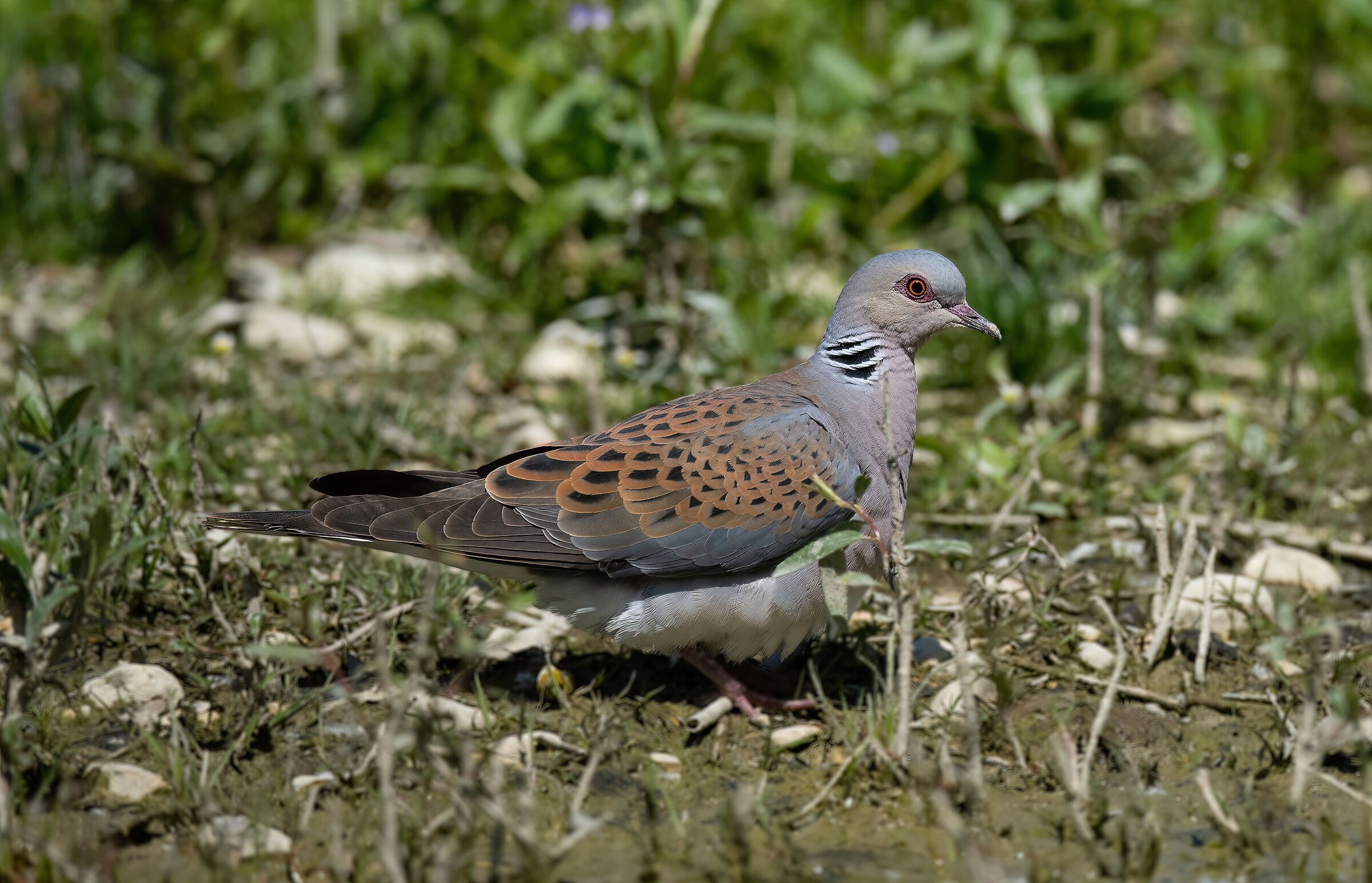 Wild turtle dove
