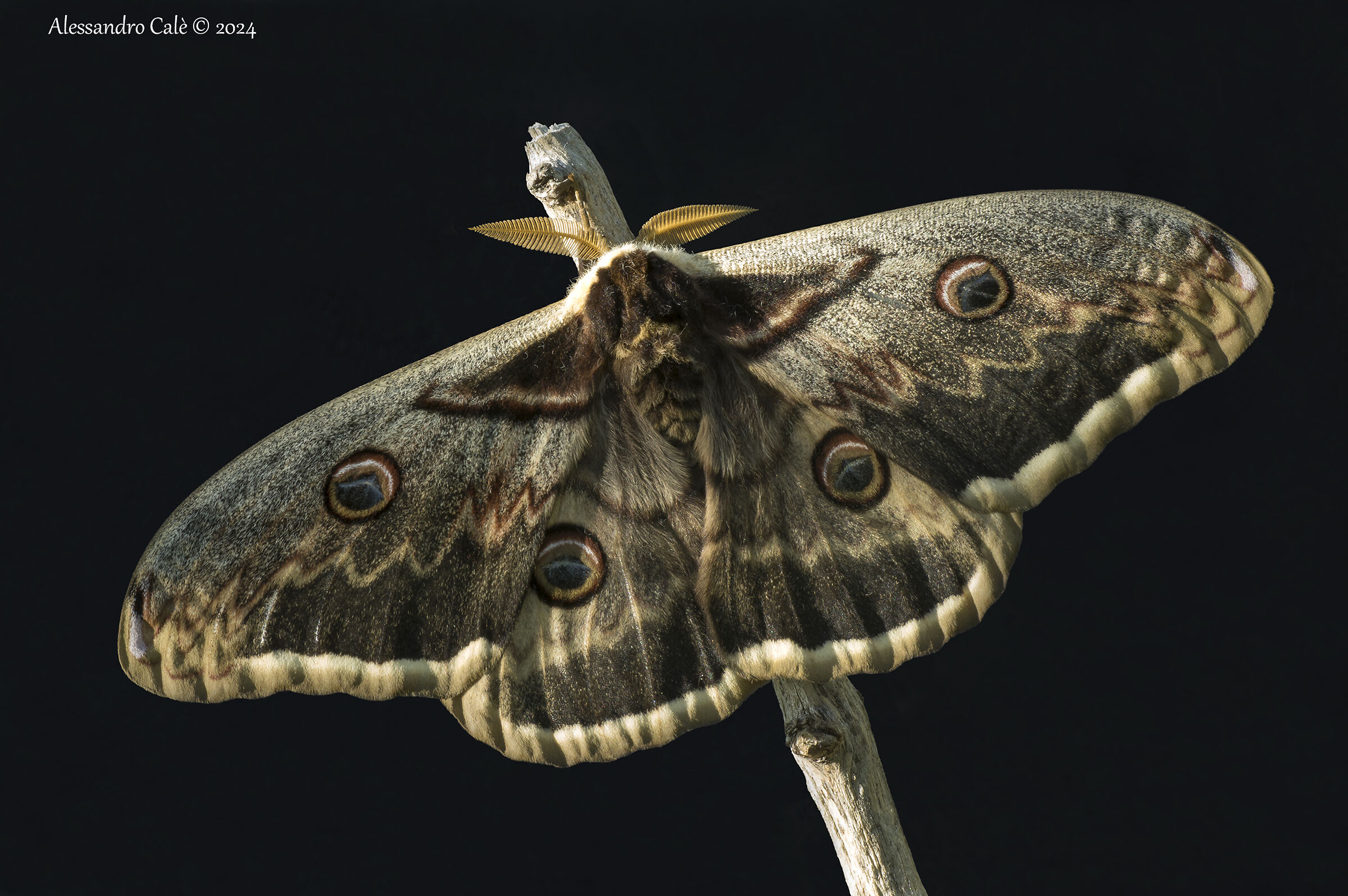 Saturnia pyri M 1202