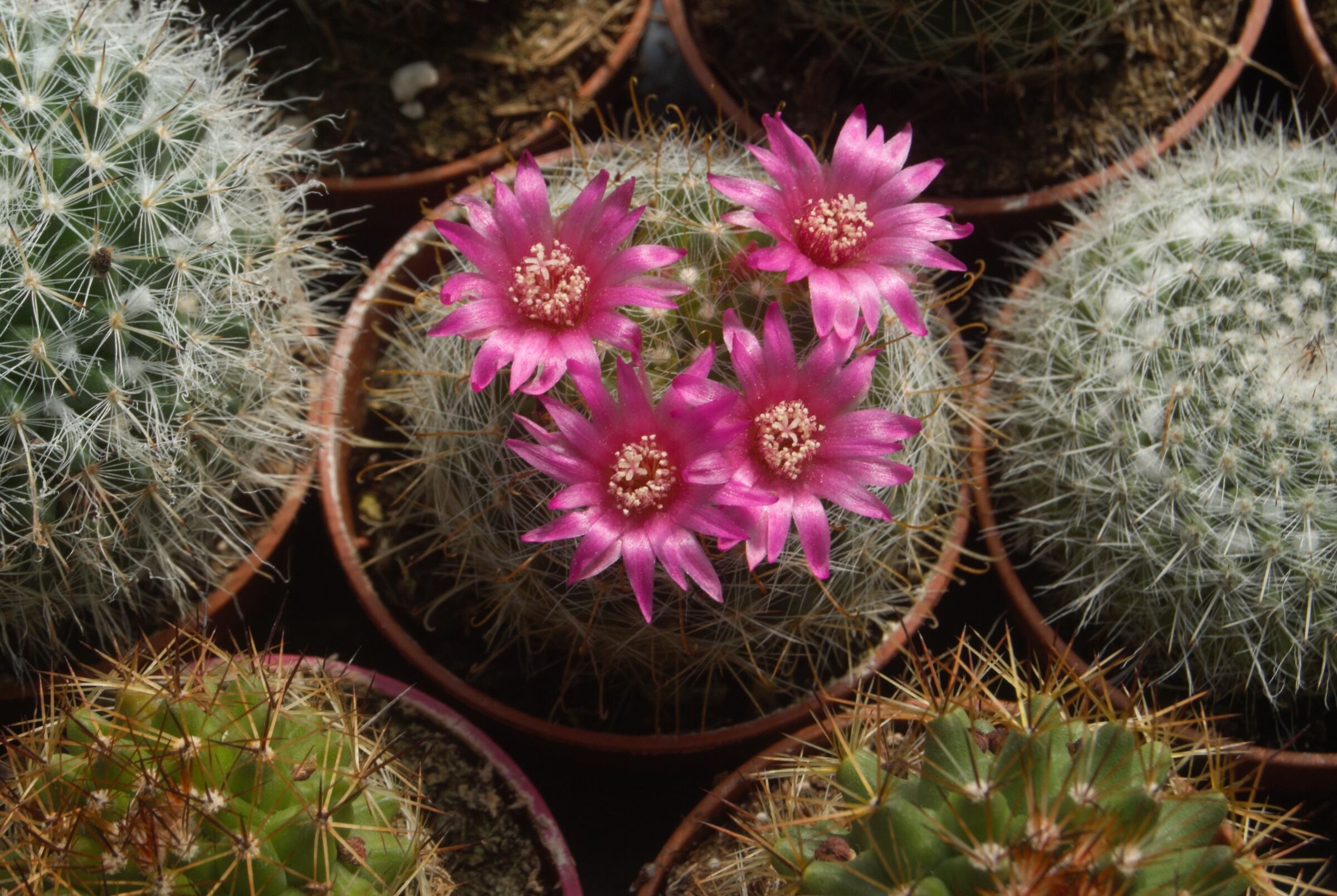 Mammillaria