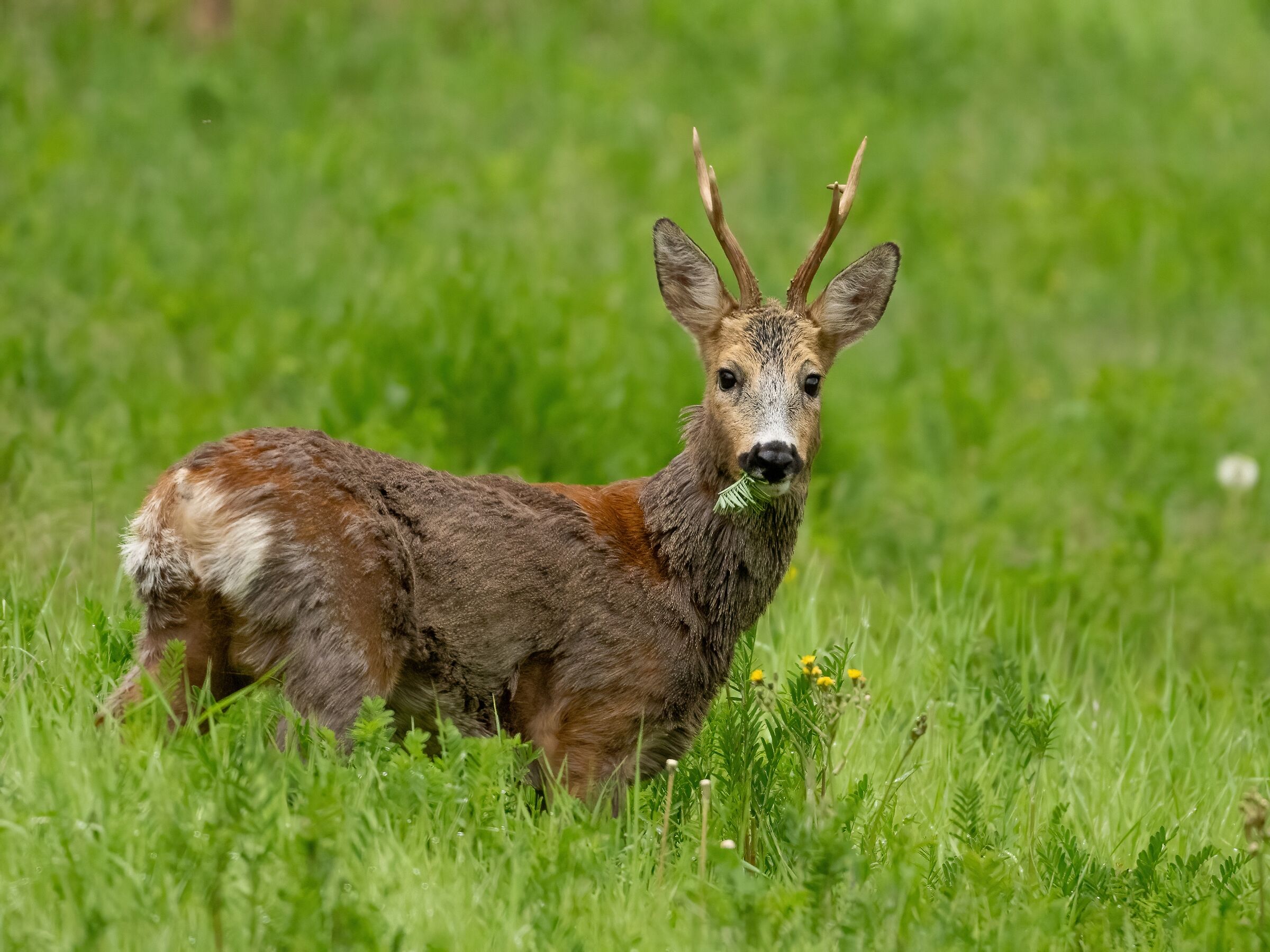 Roe deer (Capreolus capreolus) in spring moult