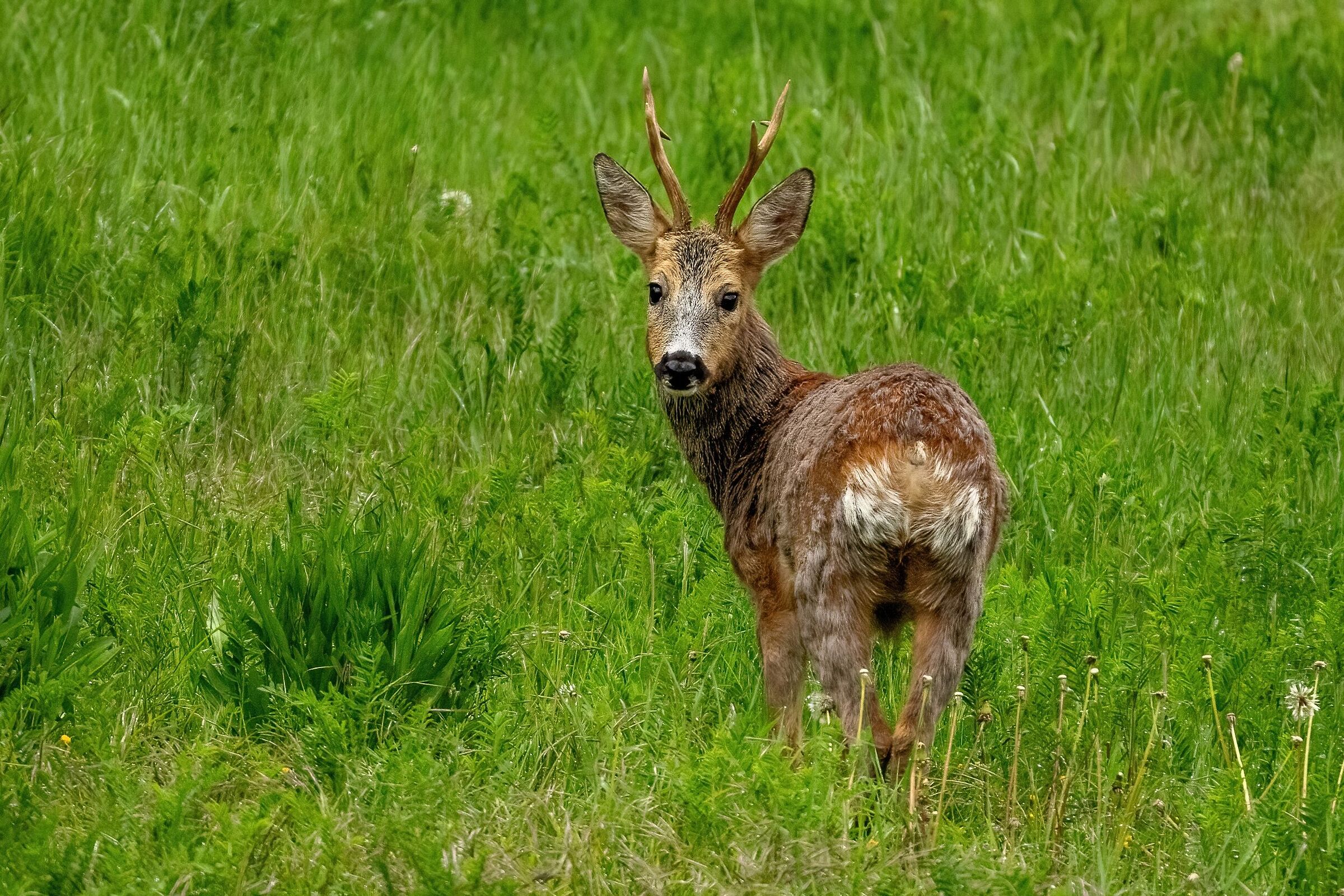 Roe deer (Capreolus capreolus) Male in moult