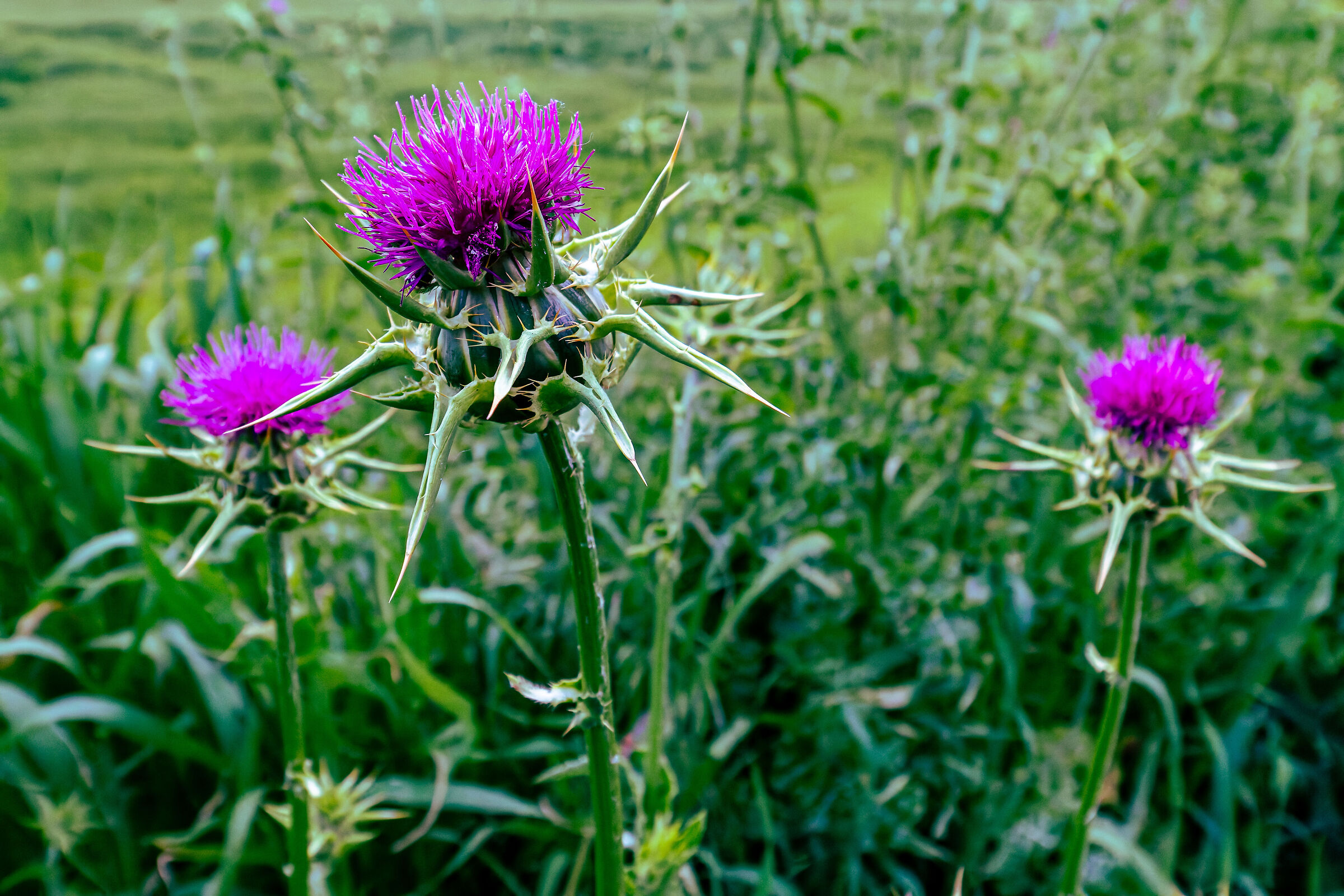 Thistles