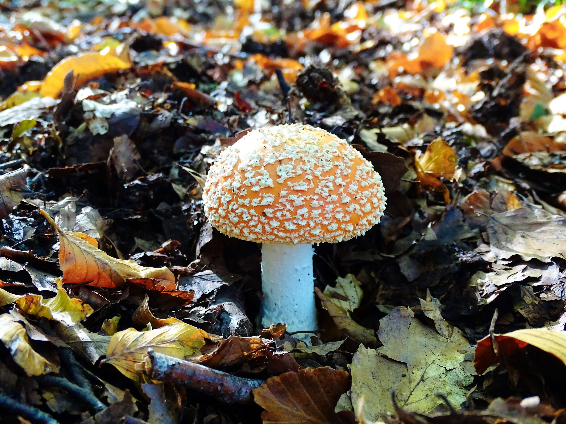 Cercasi Puffi