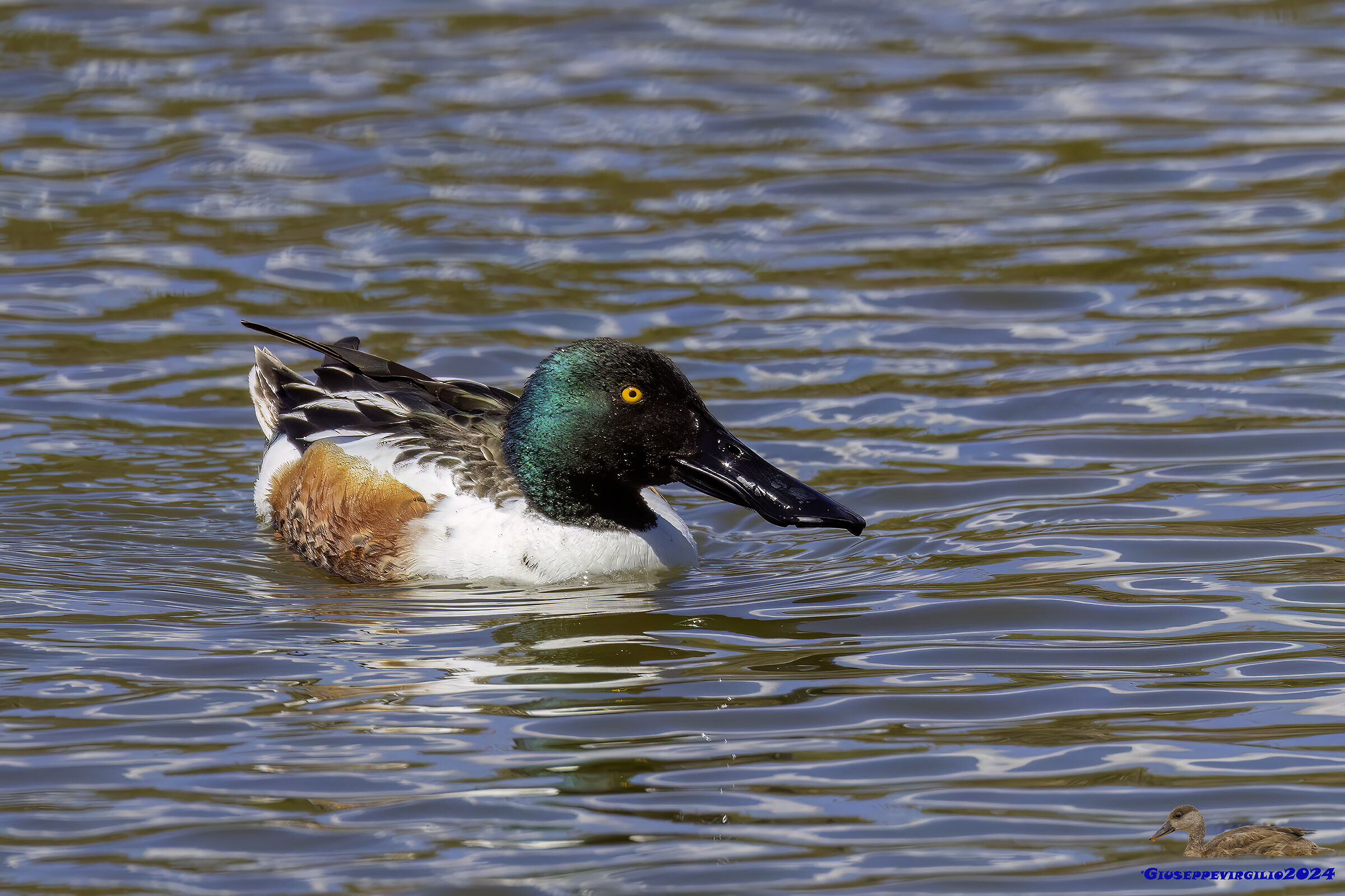 Mestoleone (Sardinia 2024)