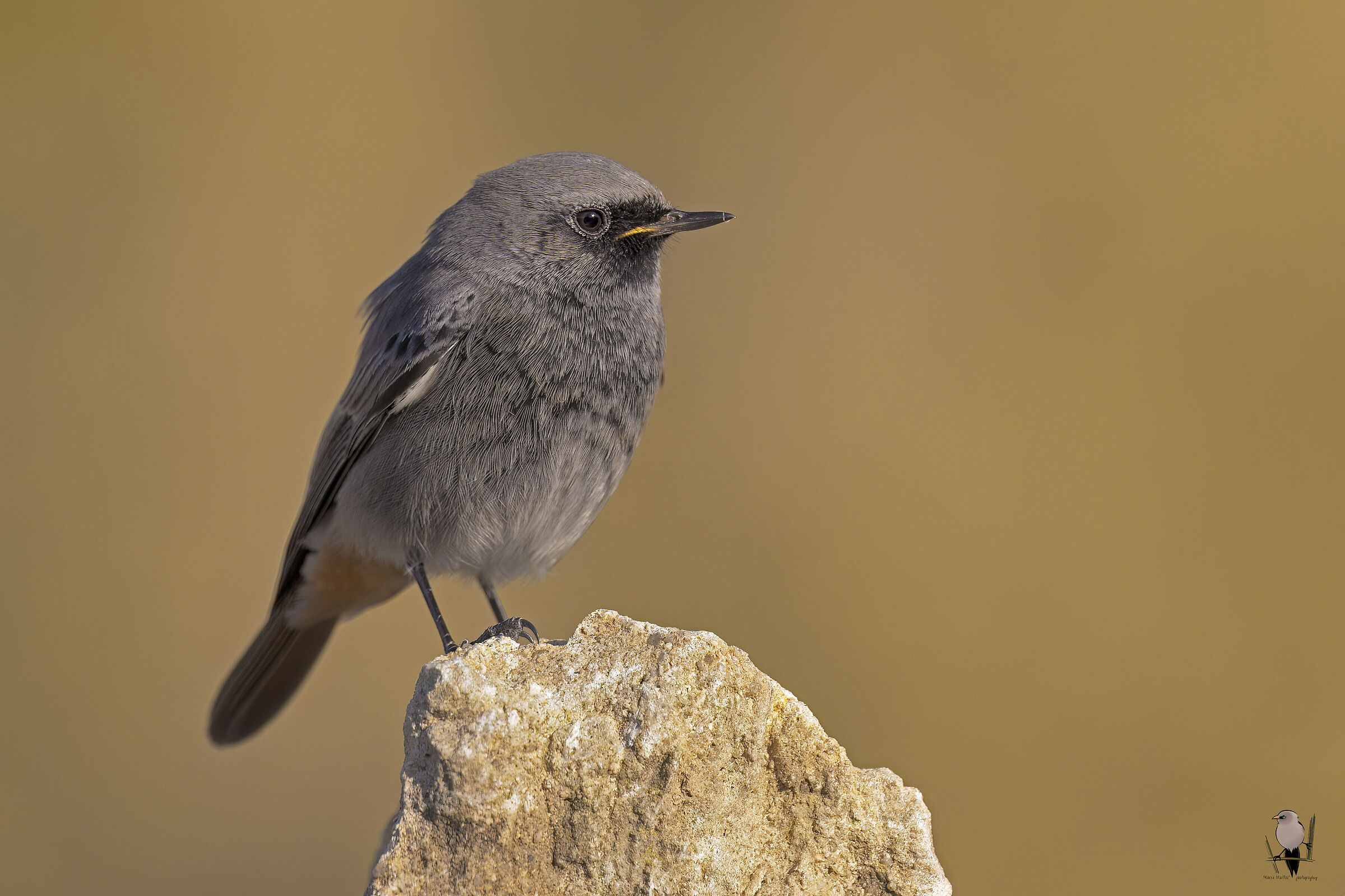 Codirosso spazzacamino &male; juv