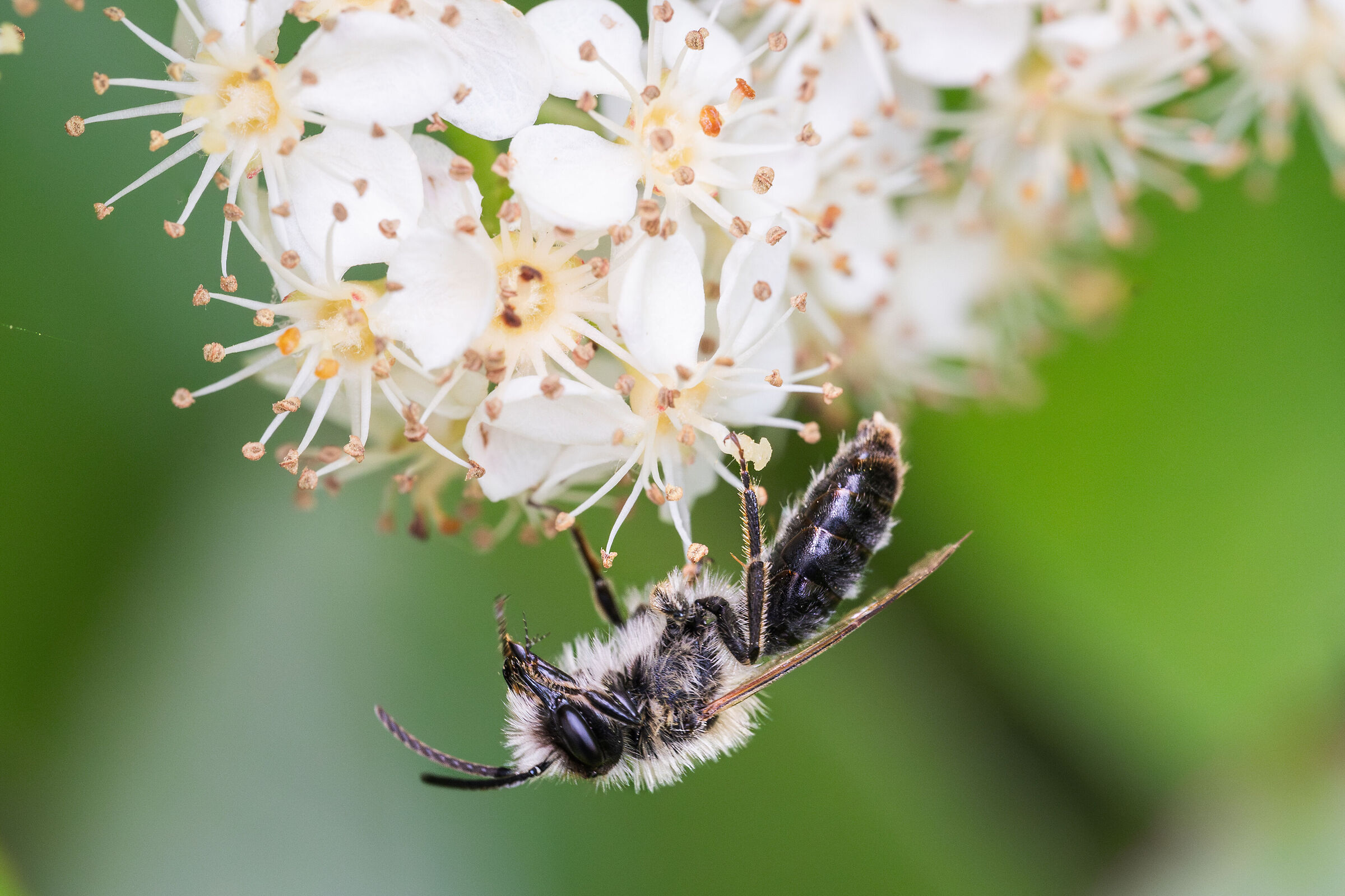 Andrena cineraria upside down