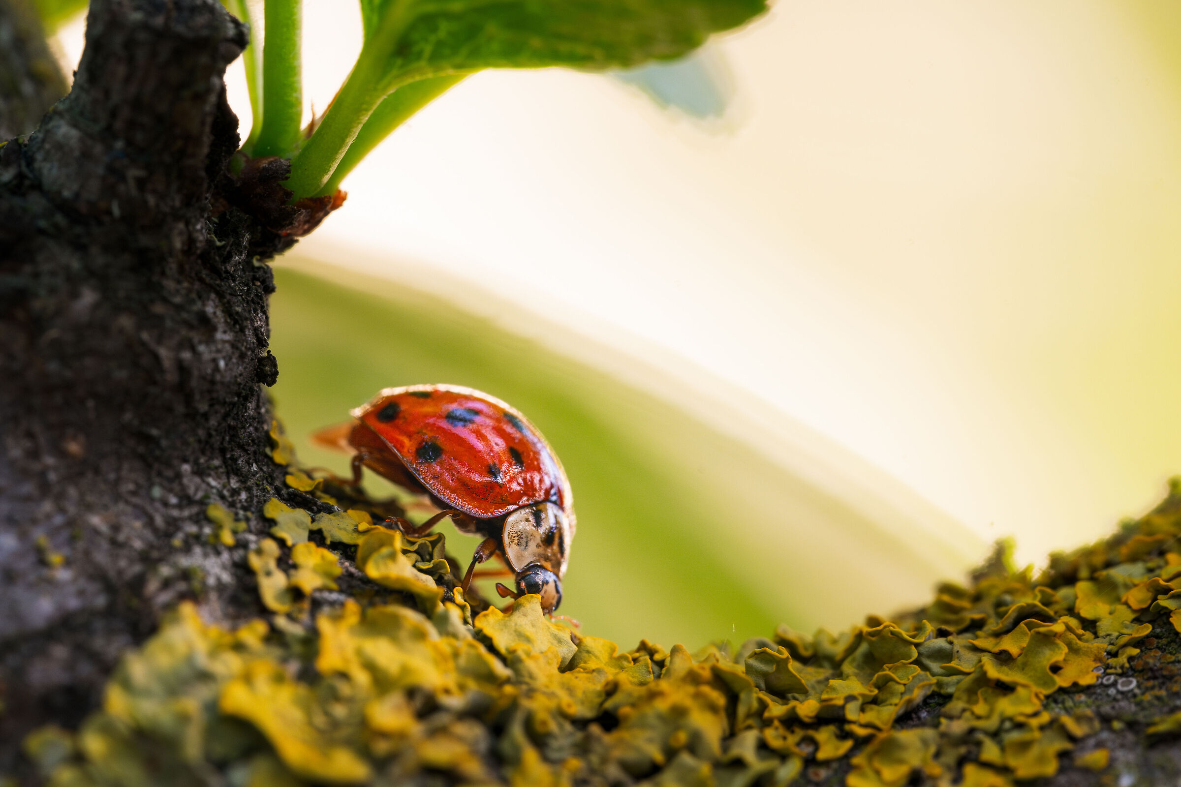 Harmonia axyridis on her adventures