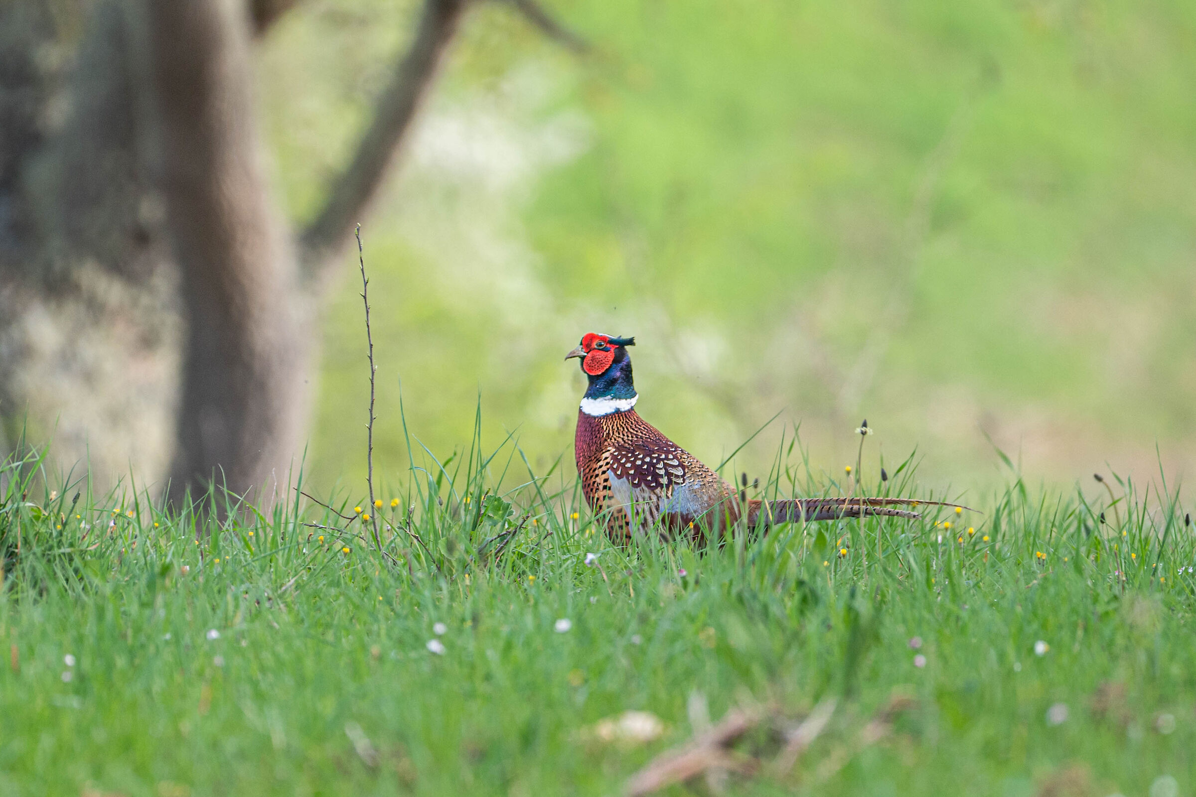 Bellissimo esemplare di fagiano maschio