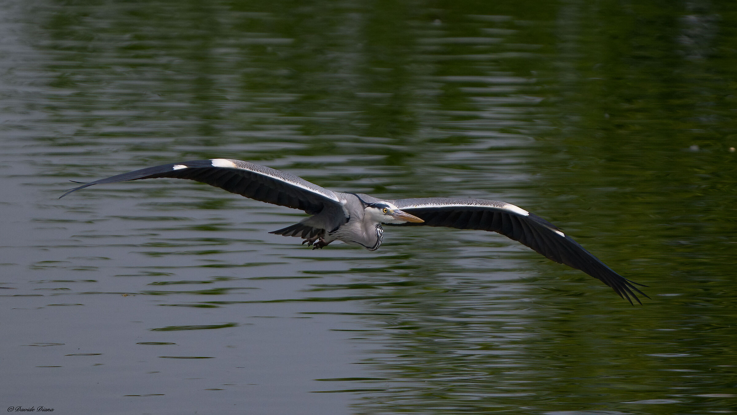 Grey heron
