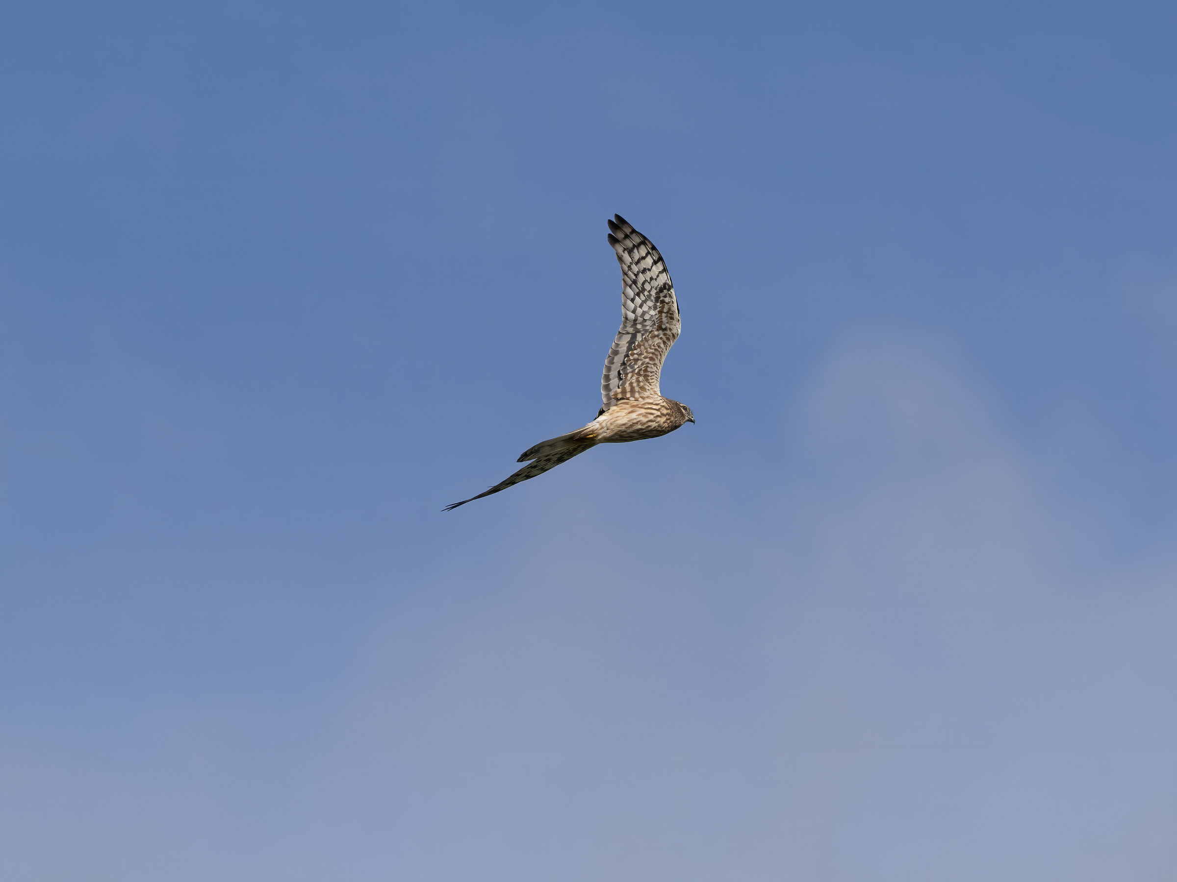 Harrier