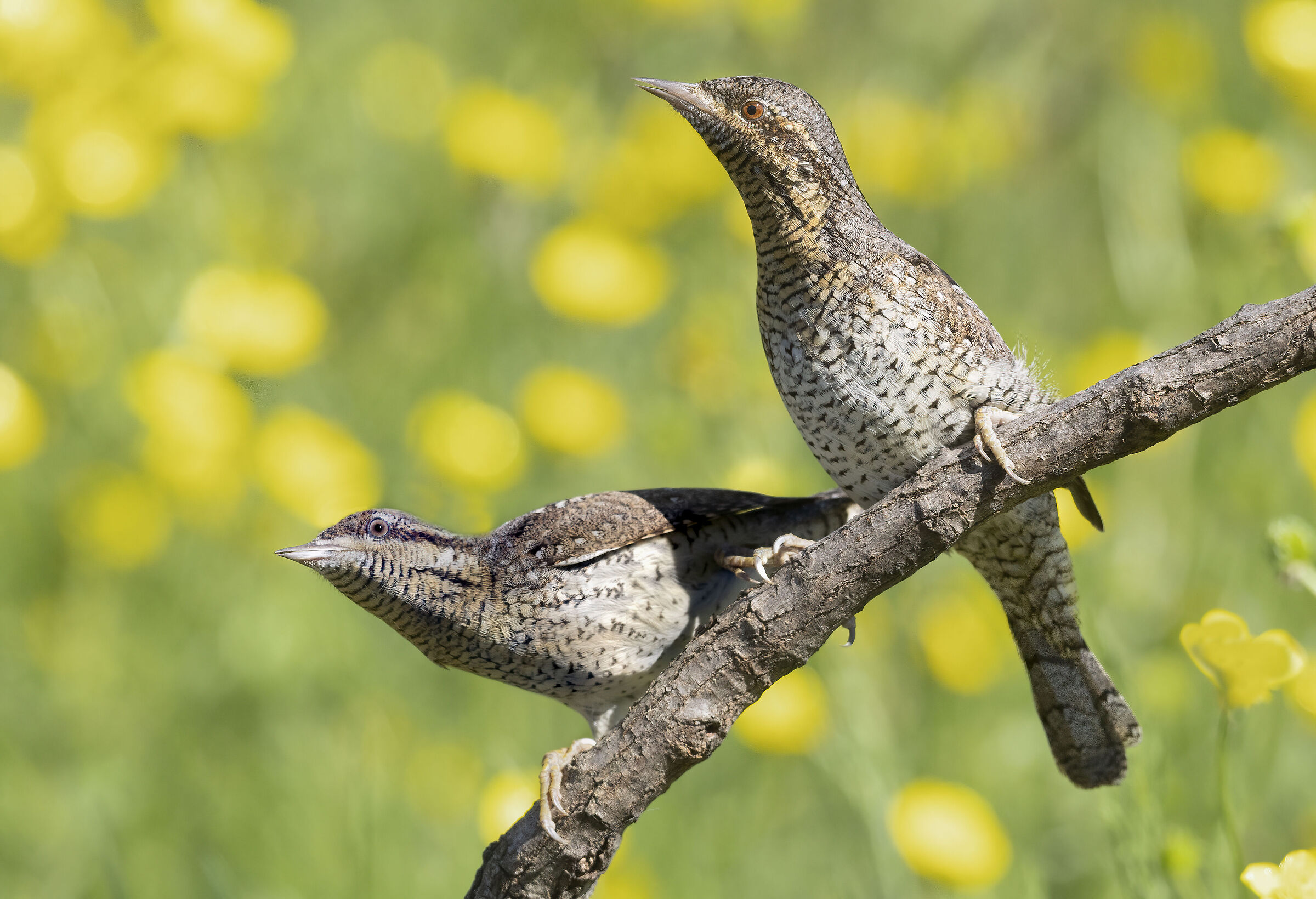 tentativo di accoppiamento, torcicollo