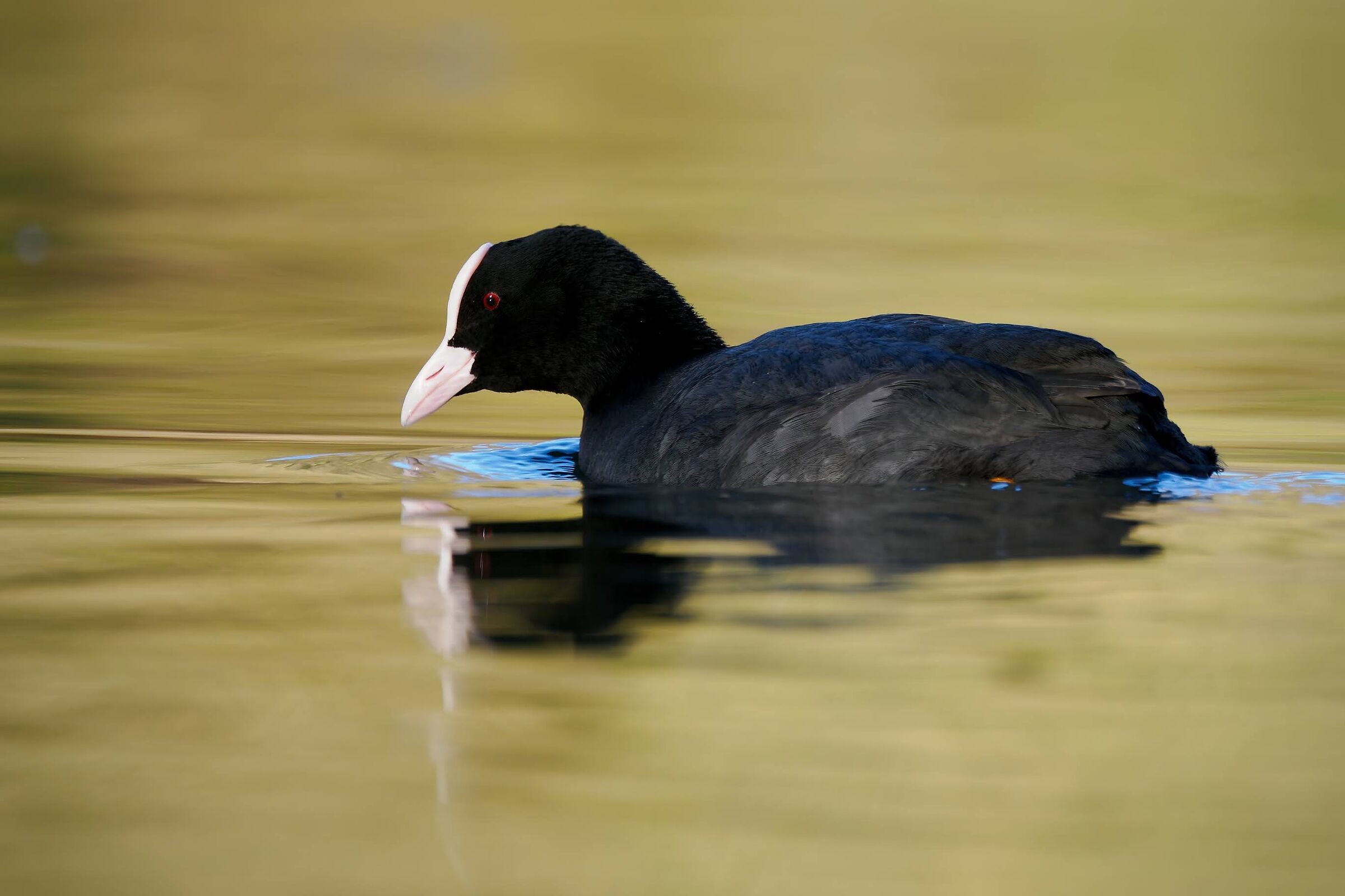 Coot