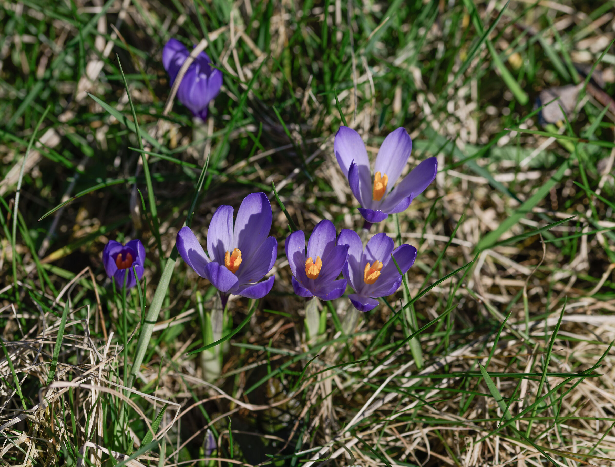 Crocus