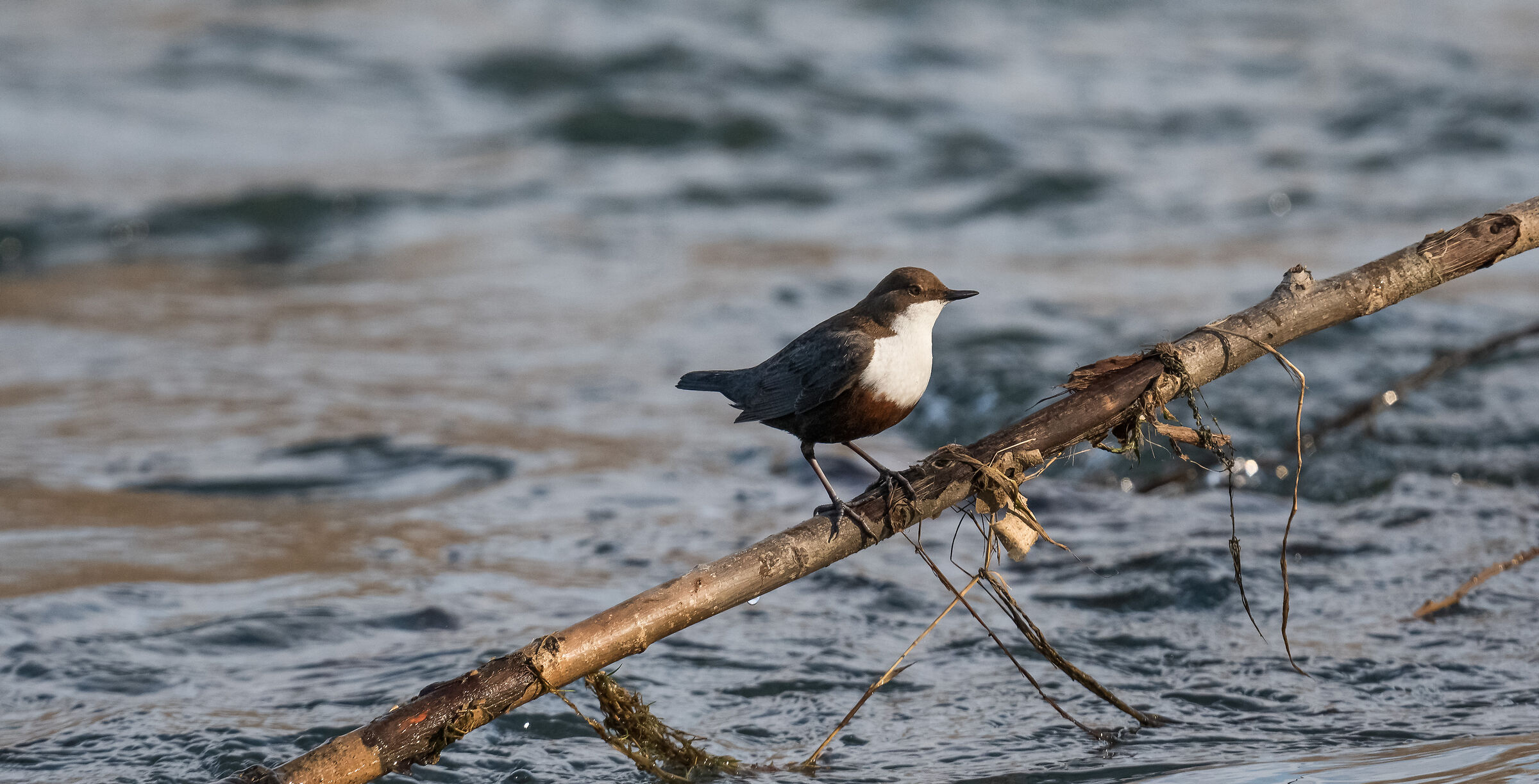 white-throated dipper