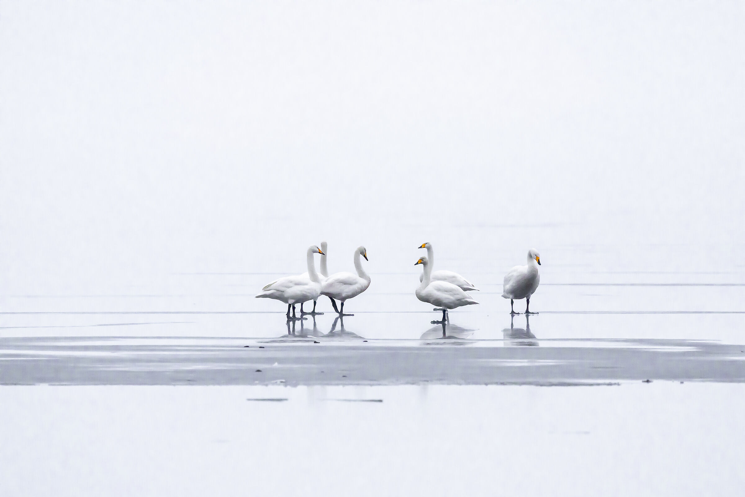 Isalndesi Swans
