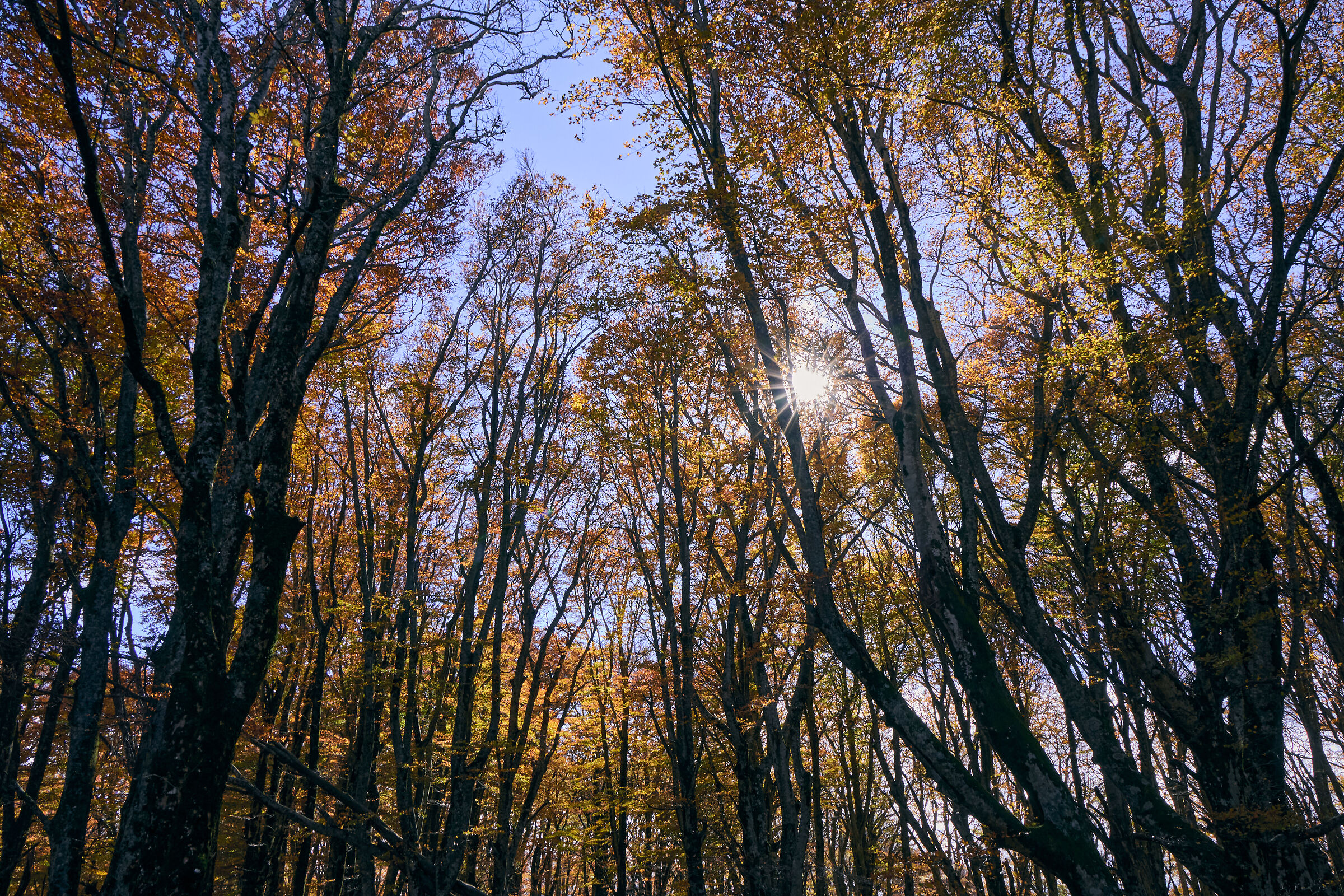The beech forest