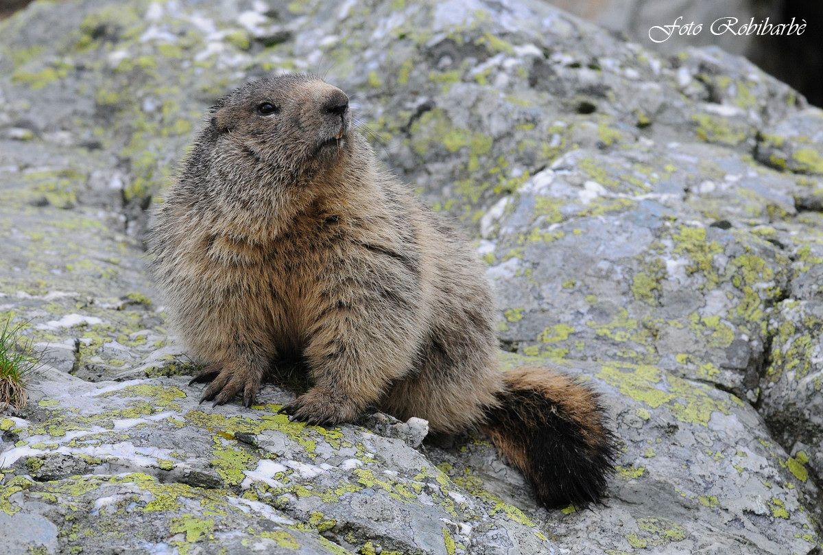 Marmotta ....filo.... interdentale......