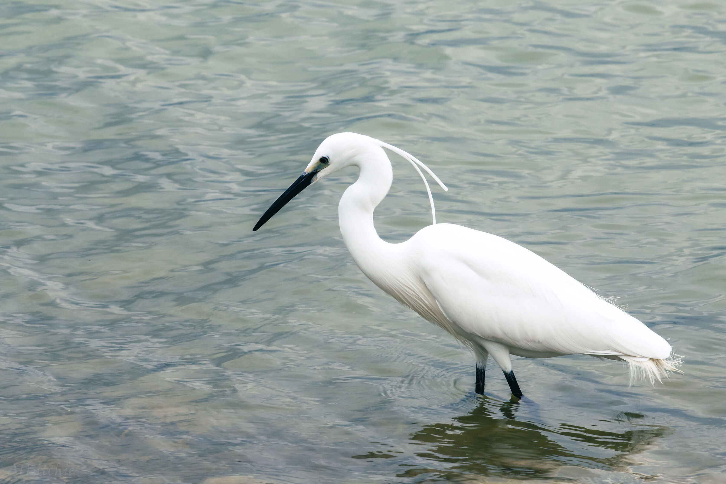 Egret