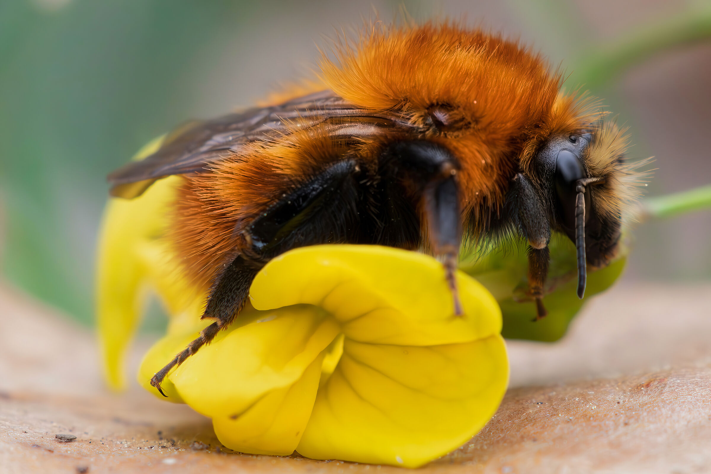 Bombus pascuorum