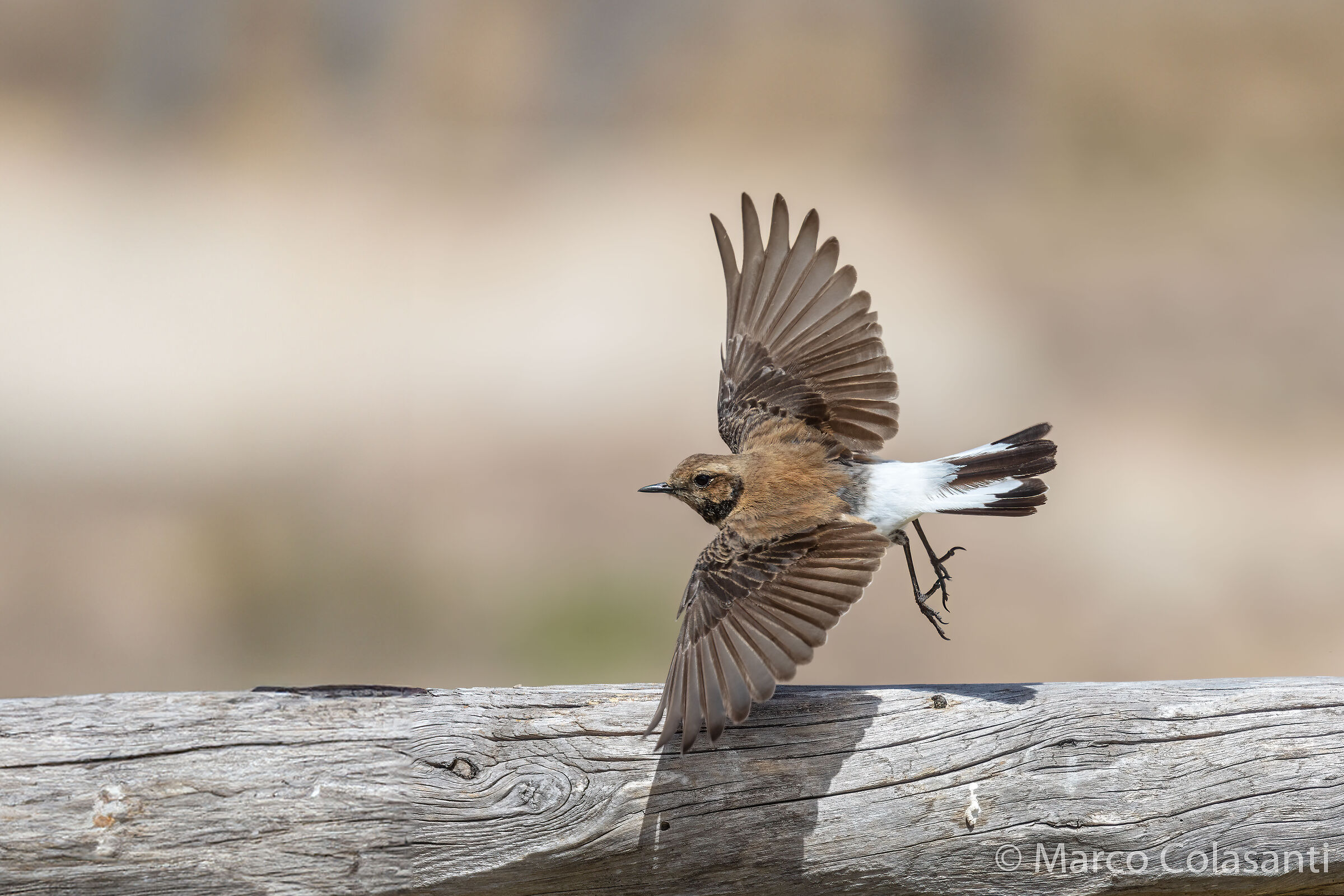 Monachella in flight