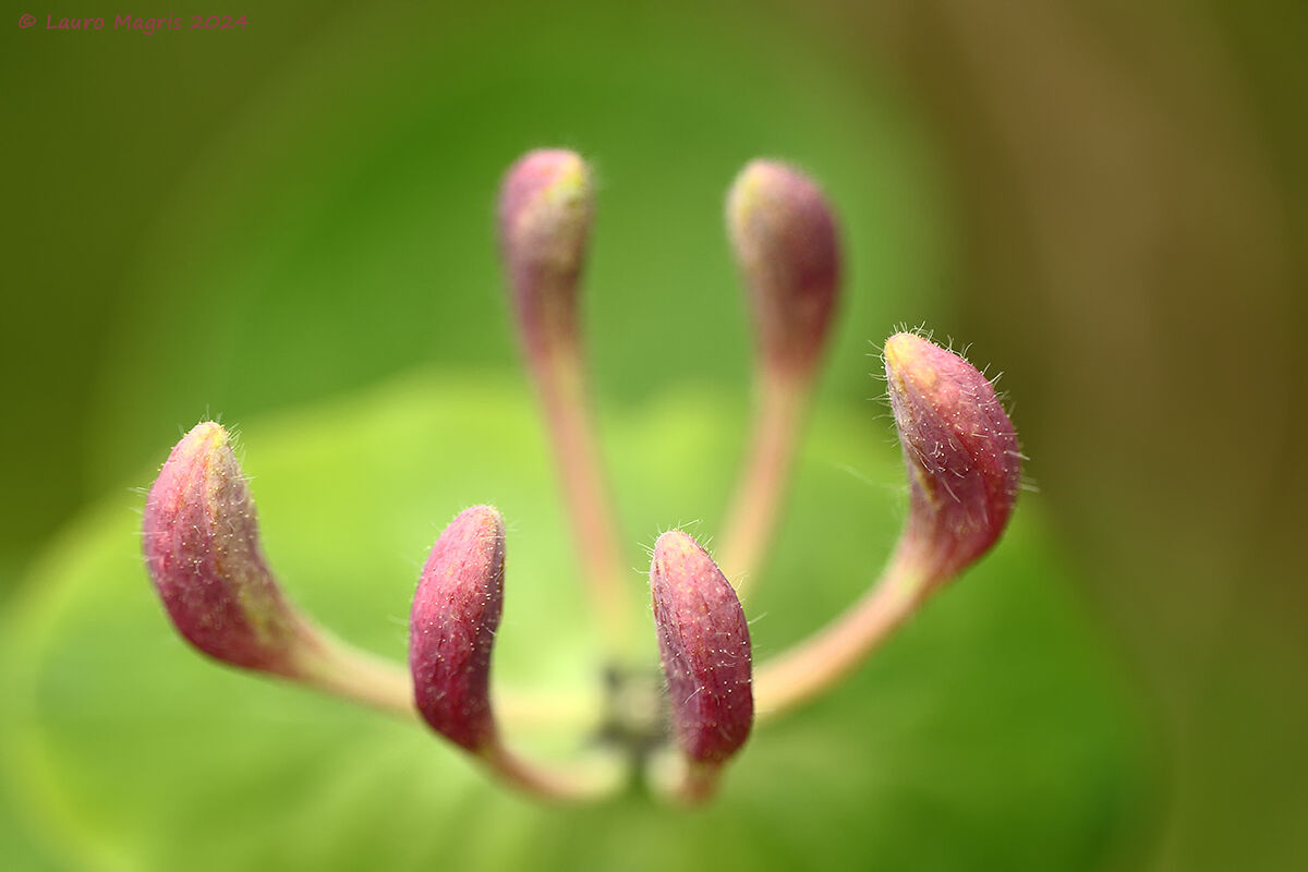 Caprifoglio - particolare