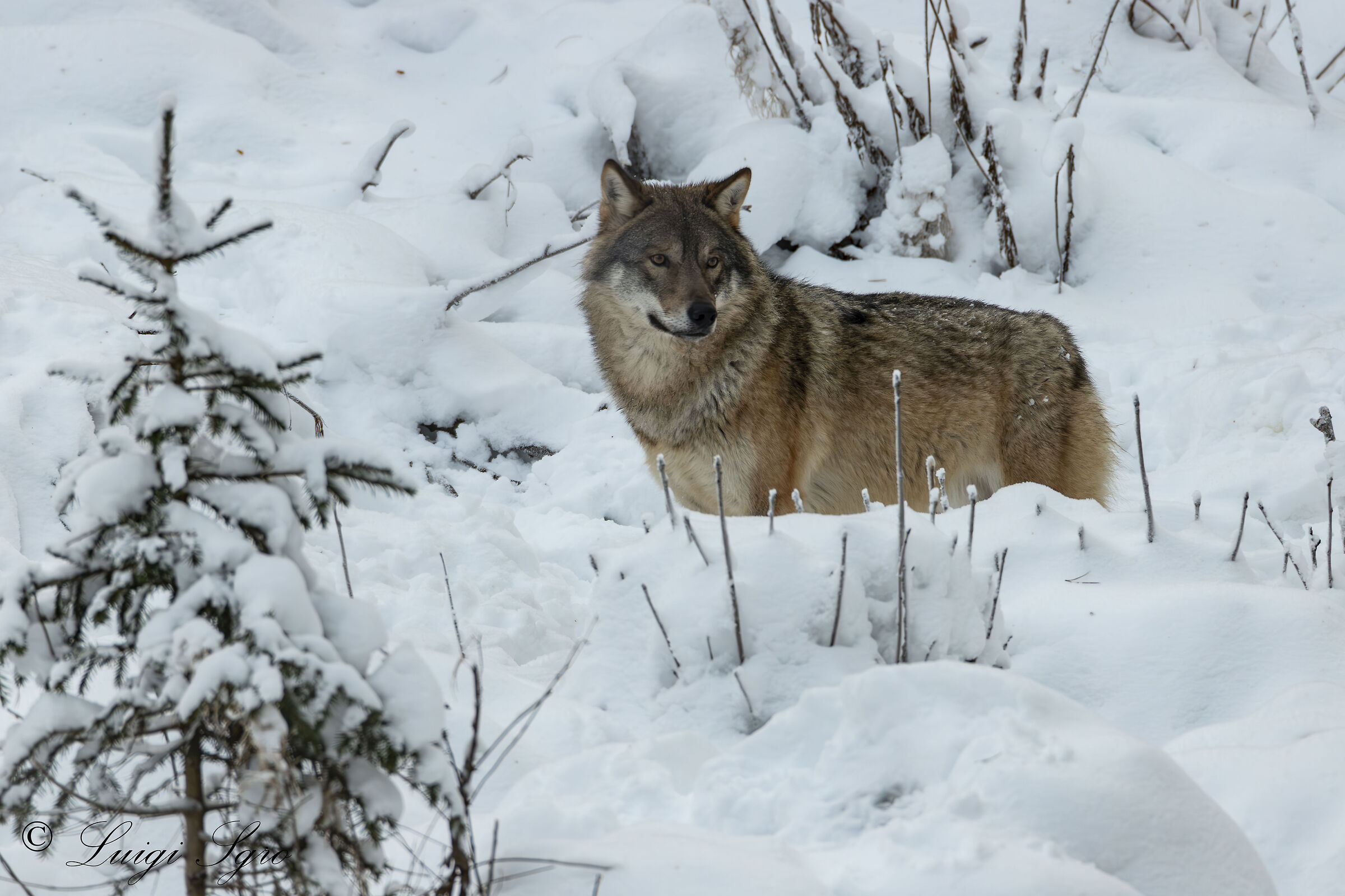 Lupo nella taiga Finlandese