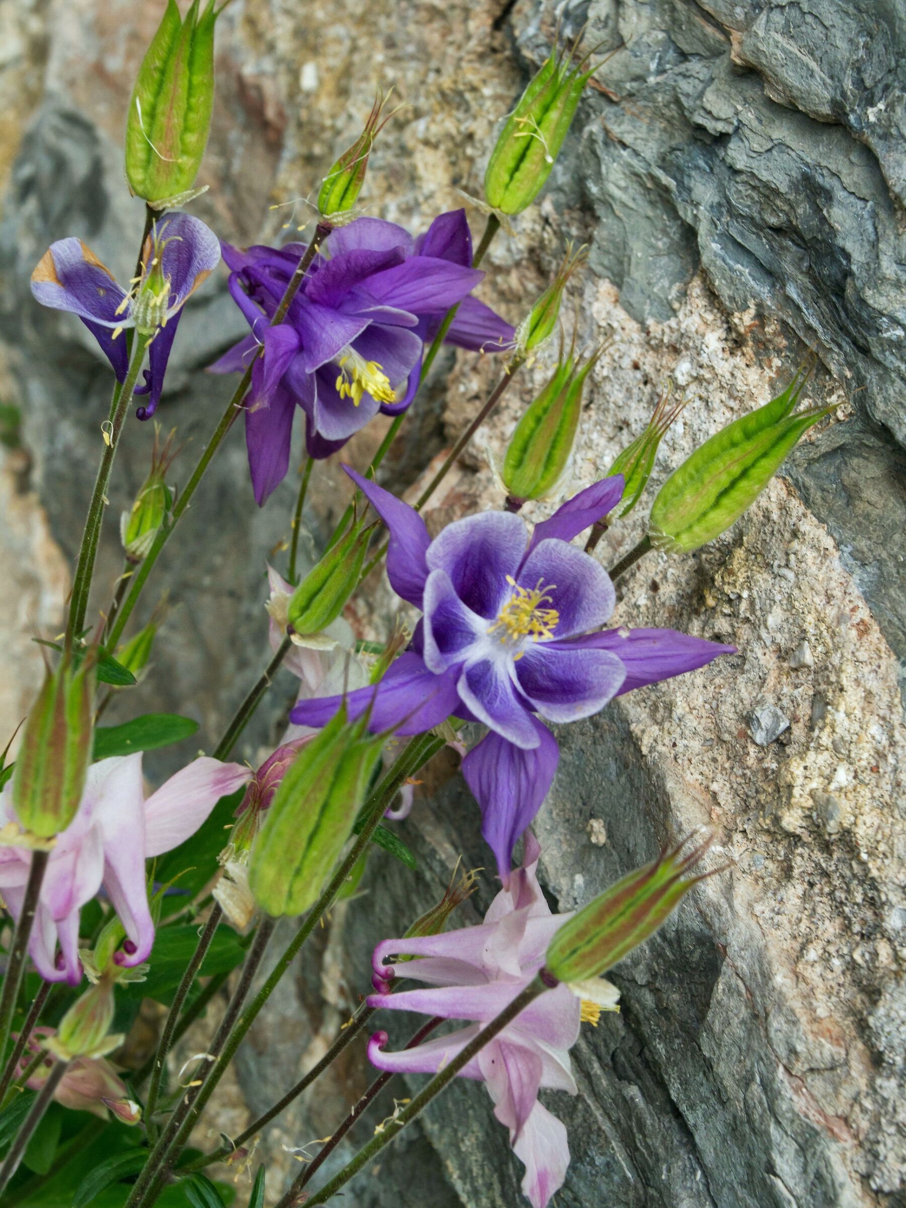 Aquilegia al Castello