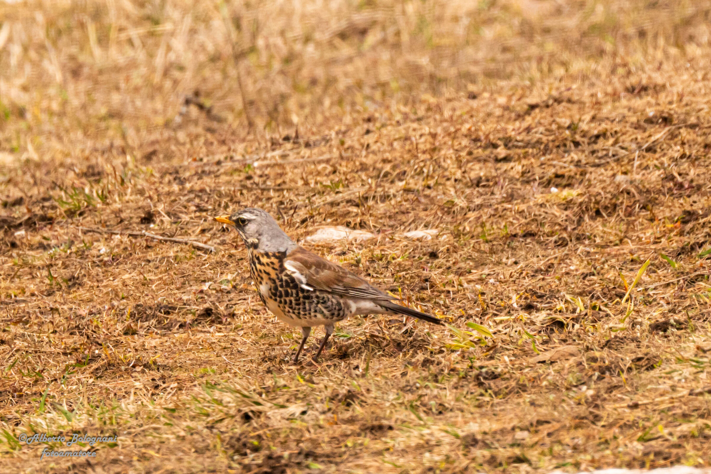 Cesena (Turdus pilaris)