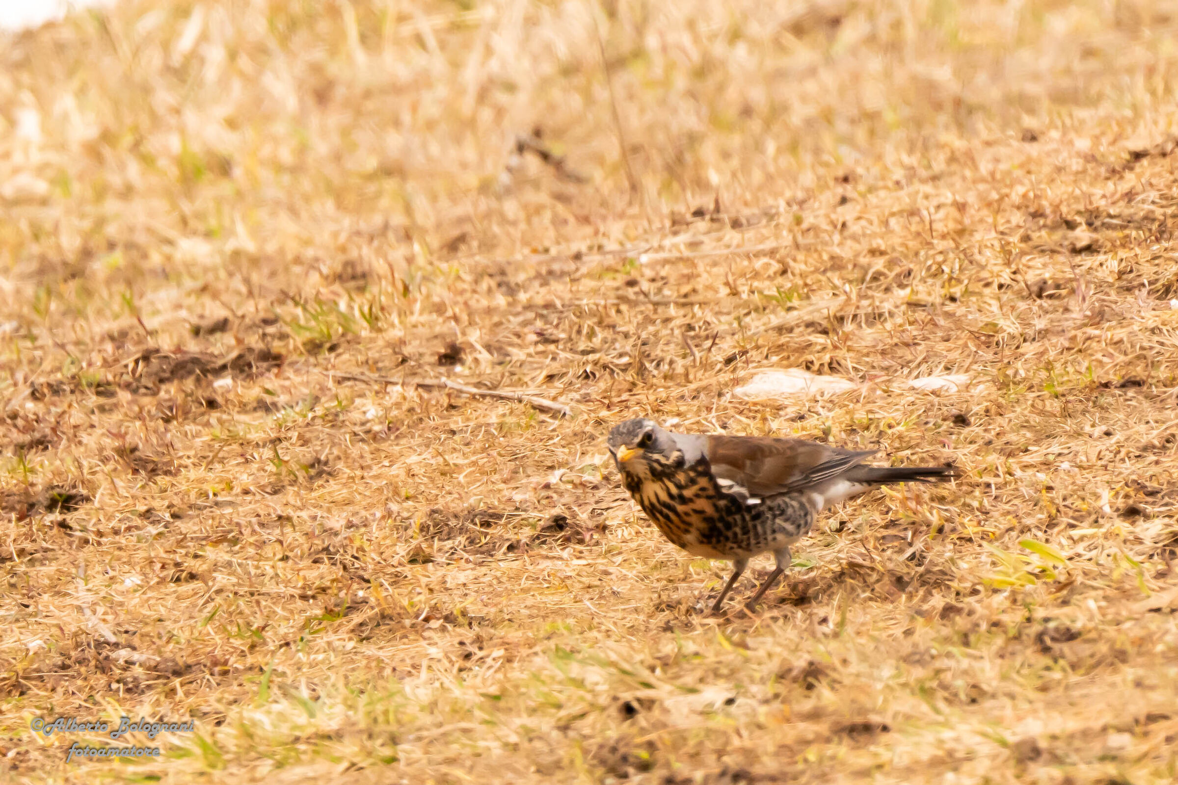 Cesena (Turdus pilaris)