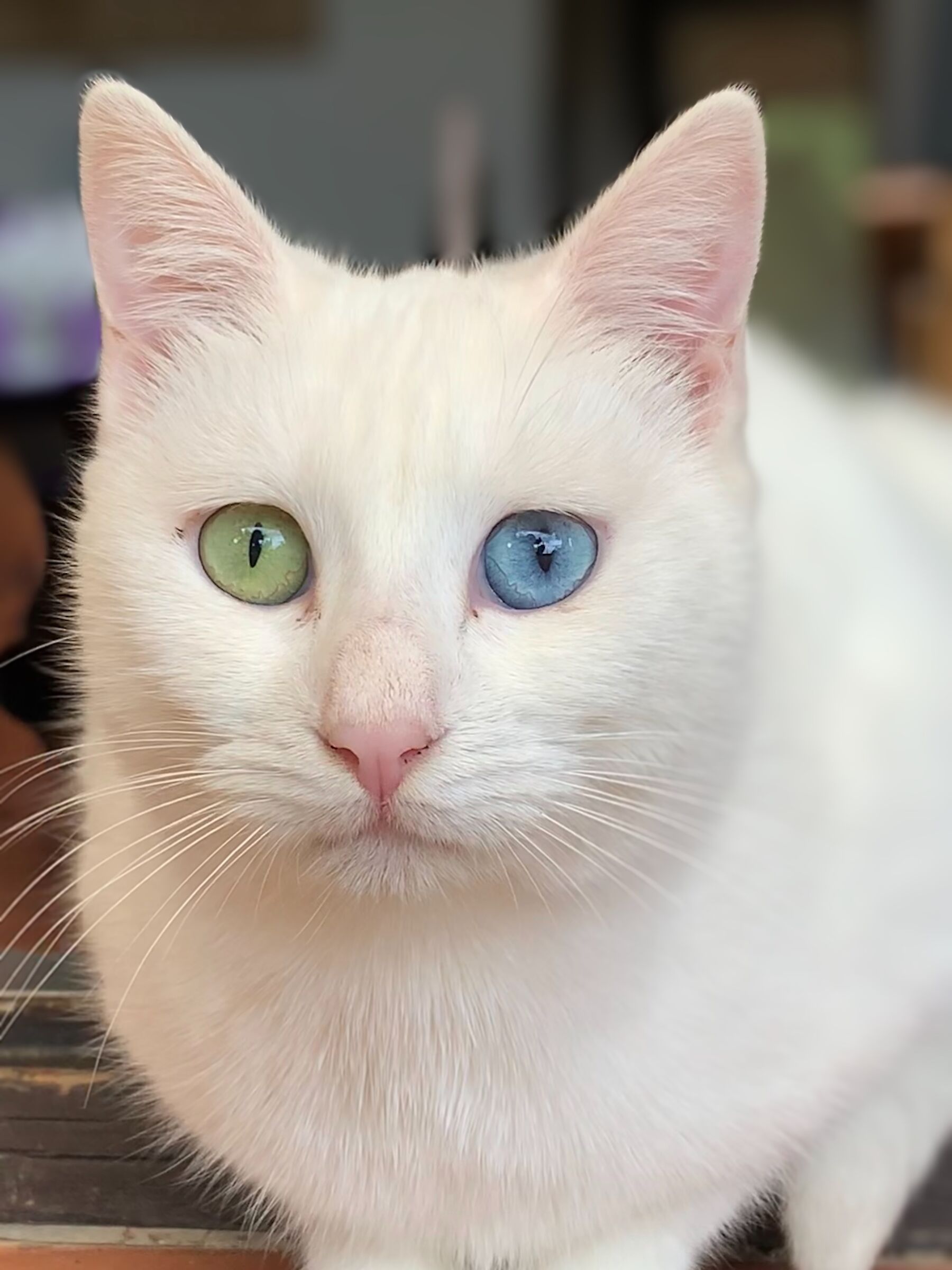 Heterochromic Eyed Cat