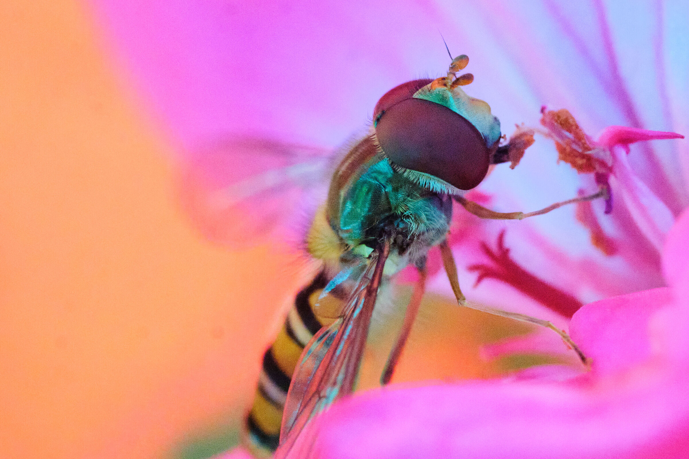 Flower Fly