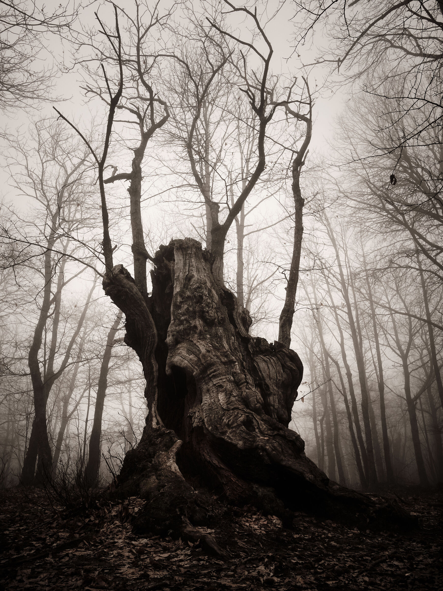 The ancient chestnut tree