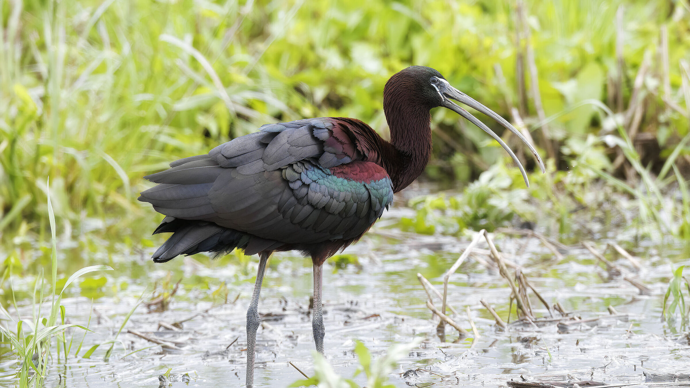 Glossy ibis